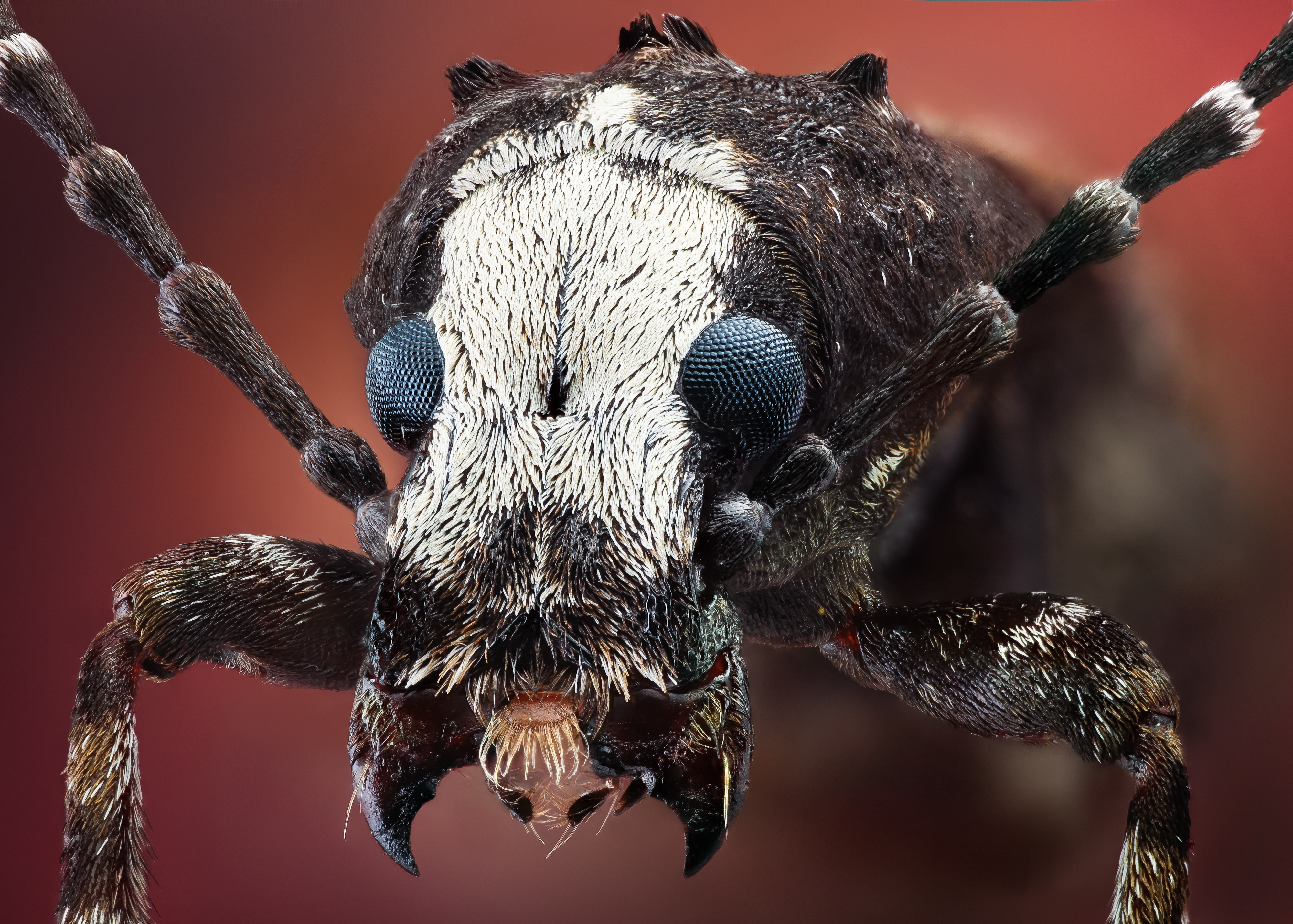 Téléchargez gratuitement l'image Animaux, Insecte sur le bureau de votre PC