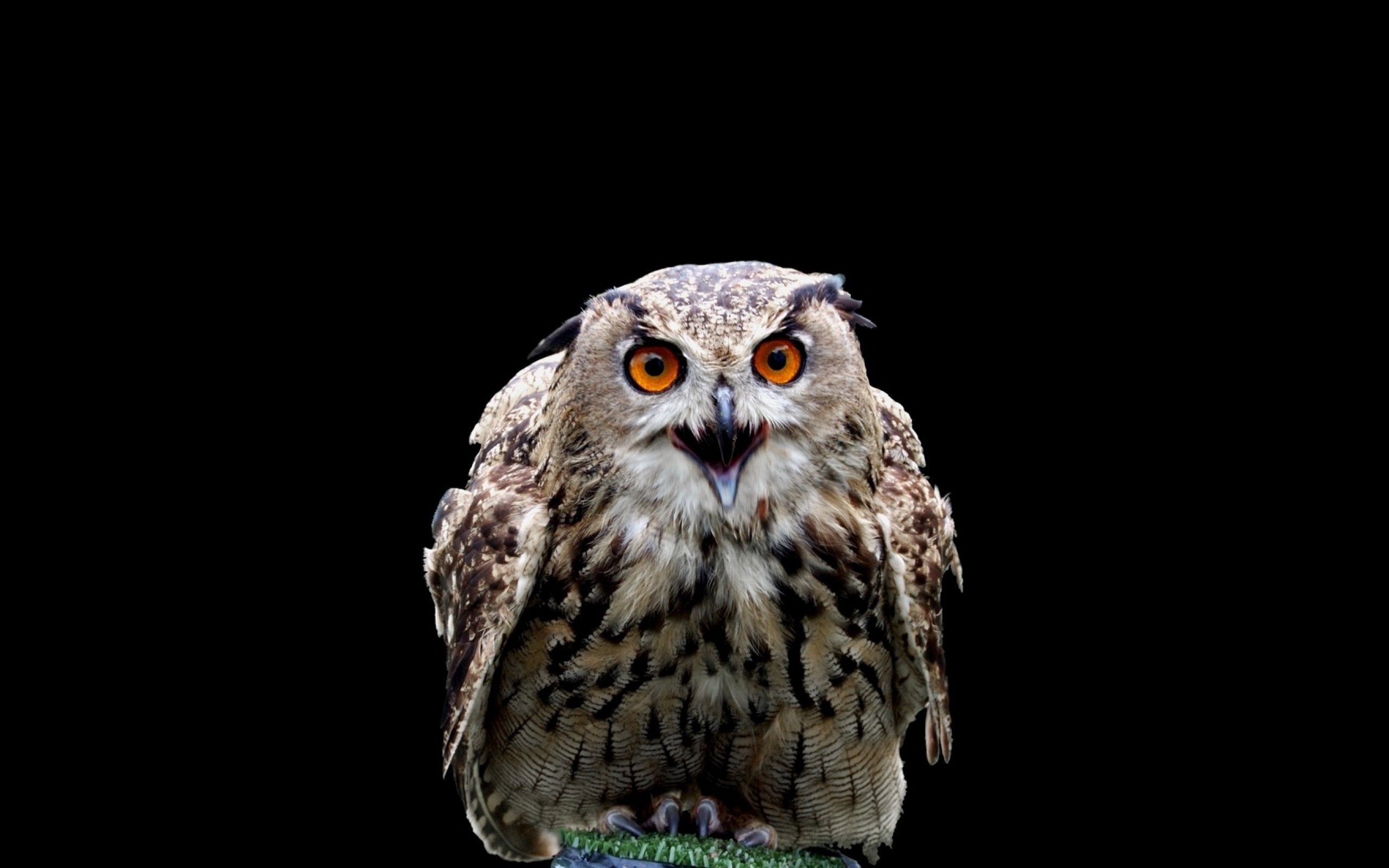 Download mobile wallpaper Animals, Predator, Bird, Owl for free.
