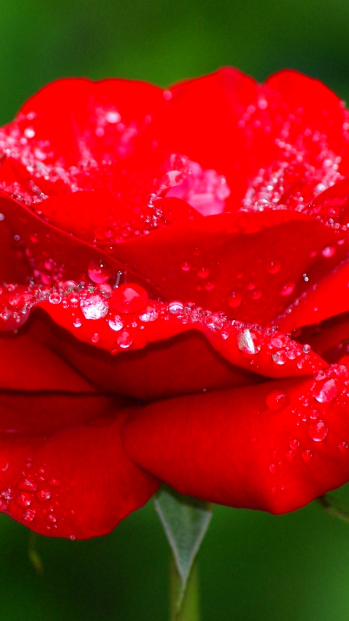Download mobile wallpaper Flowers, Flower, Rose, Earth, Red Rose, Water Drop for free.