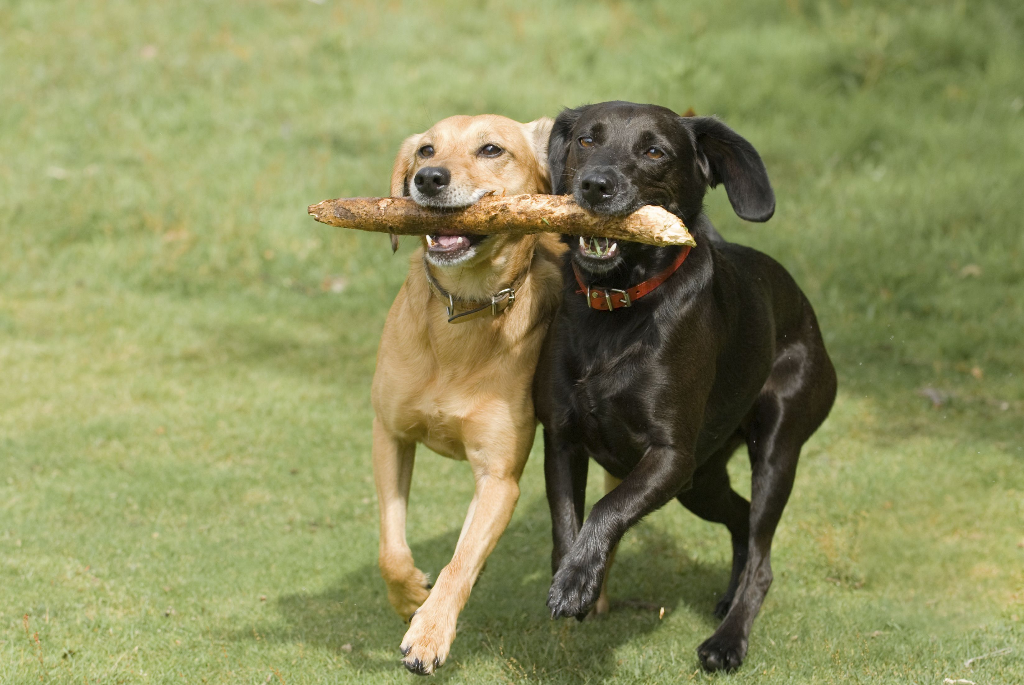 Laden Sie das Tiere, Hunde, Hund, Labrador Retriever-Bild kostenlos auf Ihren PC-Desktop herunter