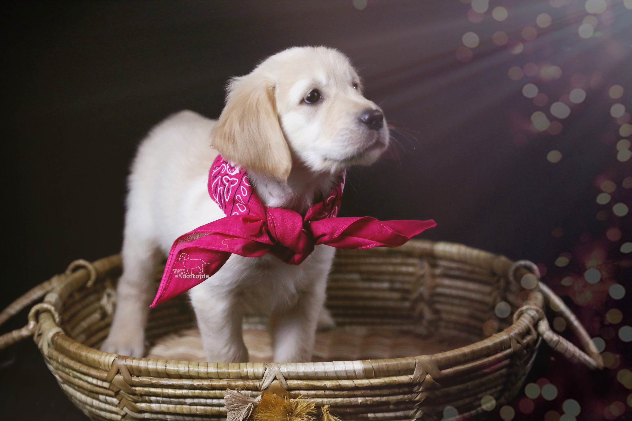 Download mobile wallpaper Dogs, Dog, Animal, Puppy, Golden Retriever, Bokeh, Baby Animal for free.