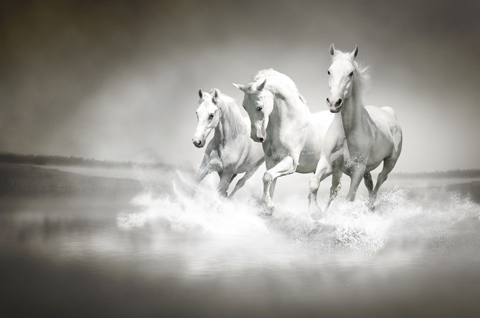 Скачать обои бесплатно Животные, Вода, Белый, Лошадь картинка на рабочий стол ПК