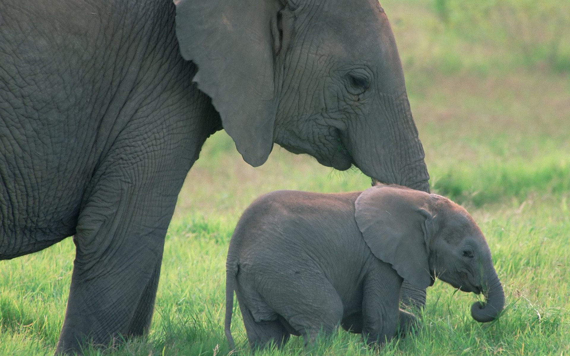 Téléchargez des papiers peints mobile Éléphant De Savane D'afrique, Éléphants, Bébé Animal, Animaux gratuitement.