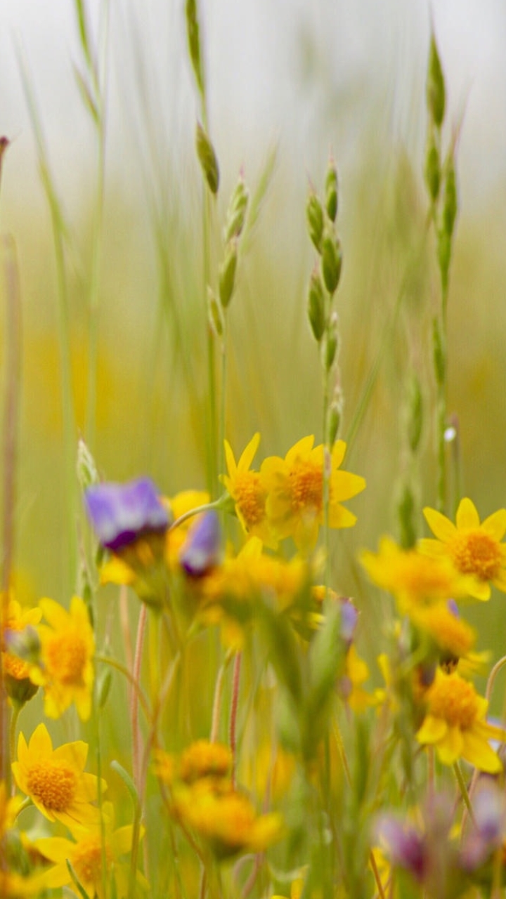 Descarga gratuita de fondo de pantalla para móvil de Naturaleza, Flores, Flor, Flor Amarilla, Tierra/naturaleza.