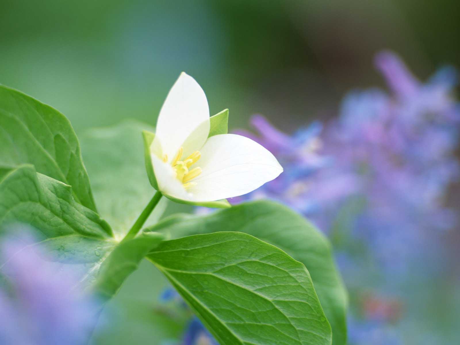 Téléchargez gratuitement l'image Fleurs, Fleur, Terre/nature sur le bureau de votre PC