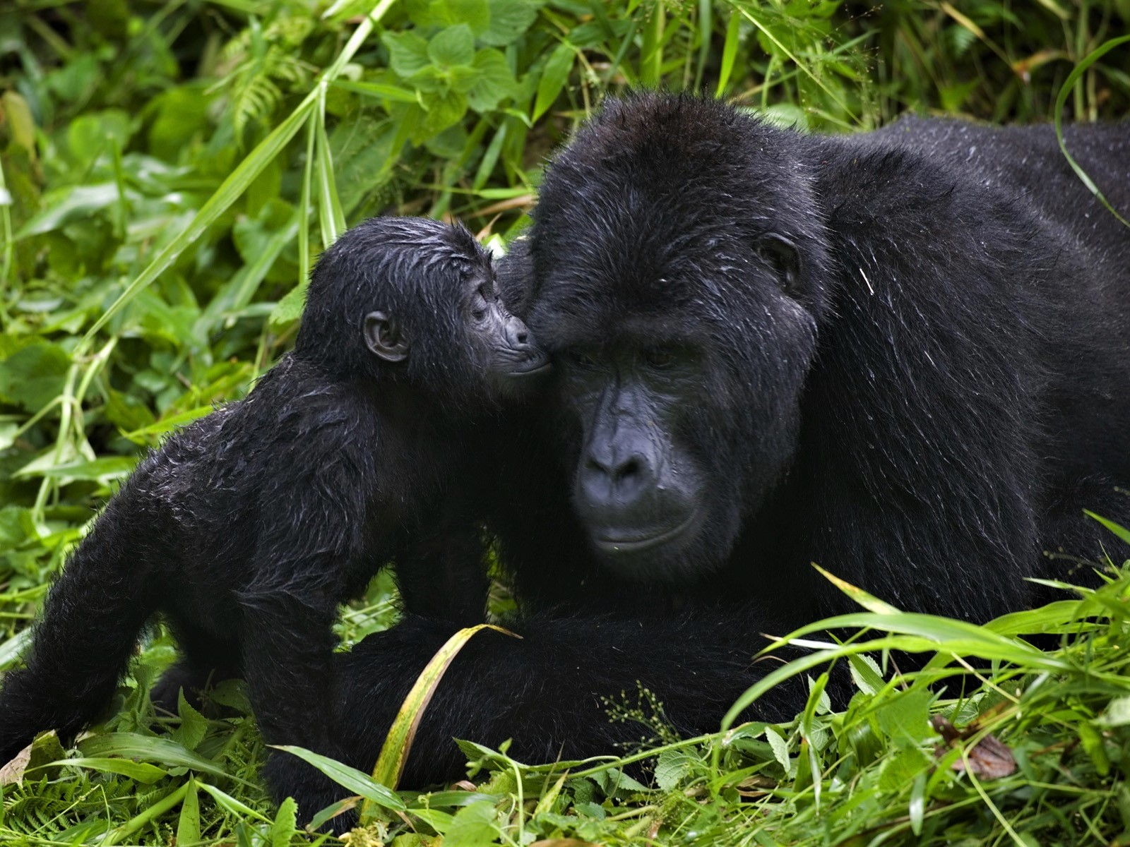 Laden Sie das Tiere, Liebe, Süß, Gorilla, Affe, Affen, Tierbaby-Bild kostenlos auf Ihren PC-Desktop herunter