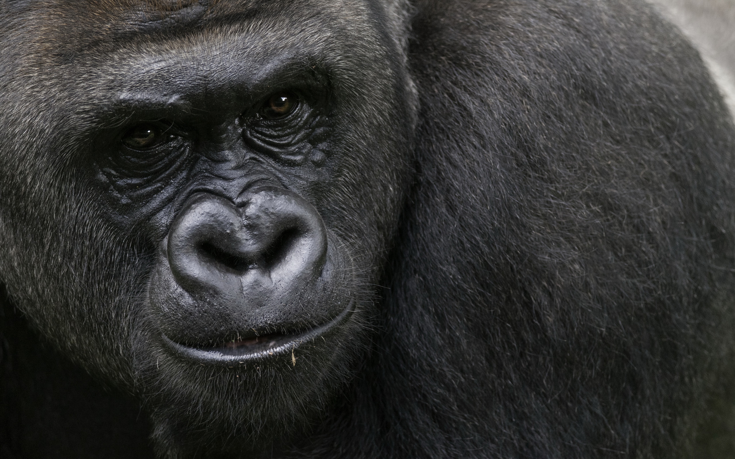 Descarga gratuita de fondo de pantalla para móvil de Monos, Gorila, Animales.