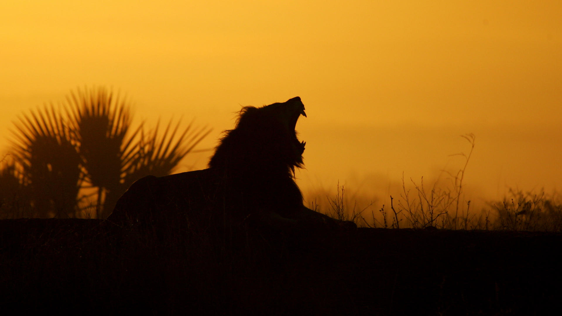 Free download wallpaper Lion, Animal on your PC desktop