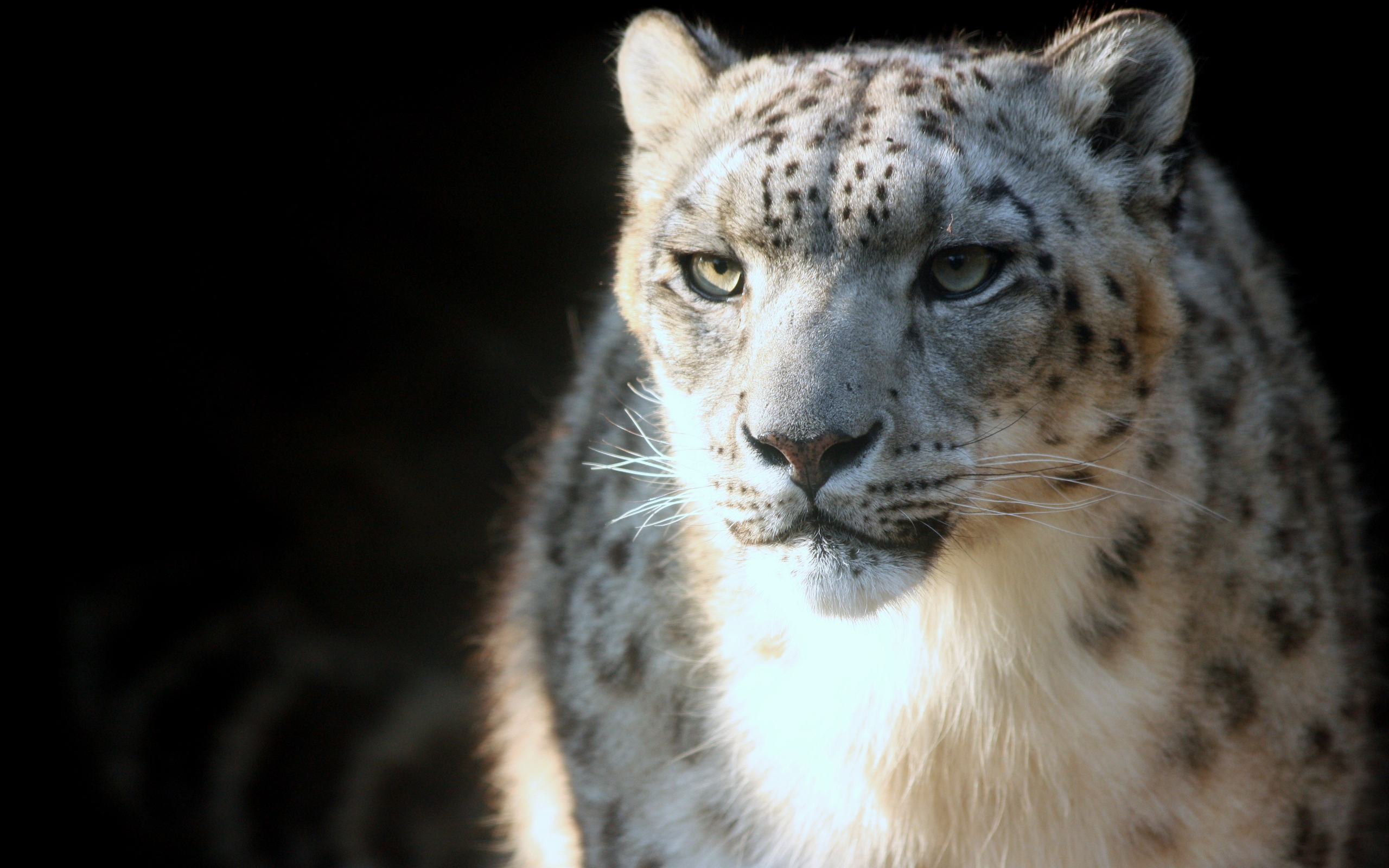173802 télécharger le fond d'écran animaux, léopard des neiges, chats - économiseurs d'écran et images gratuitement