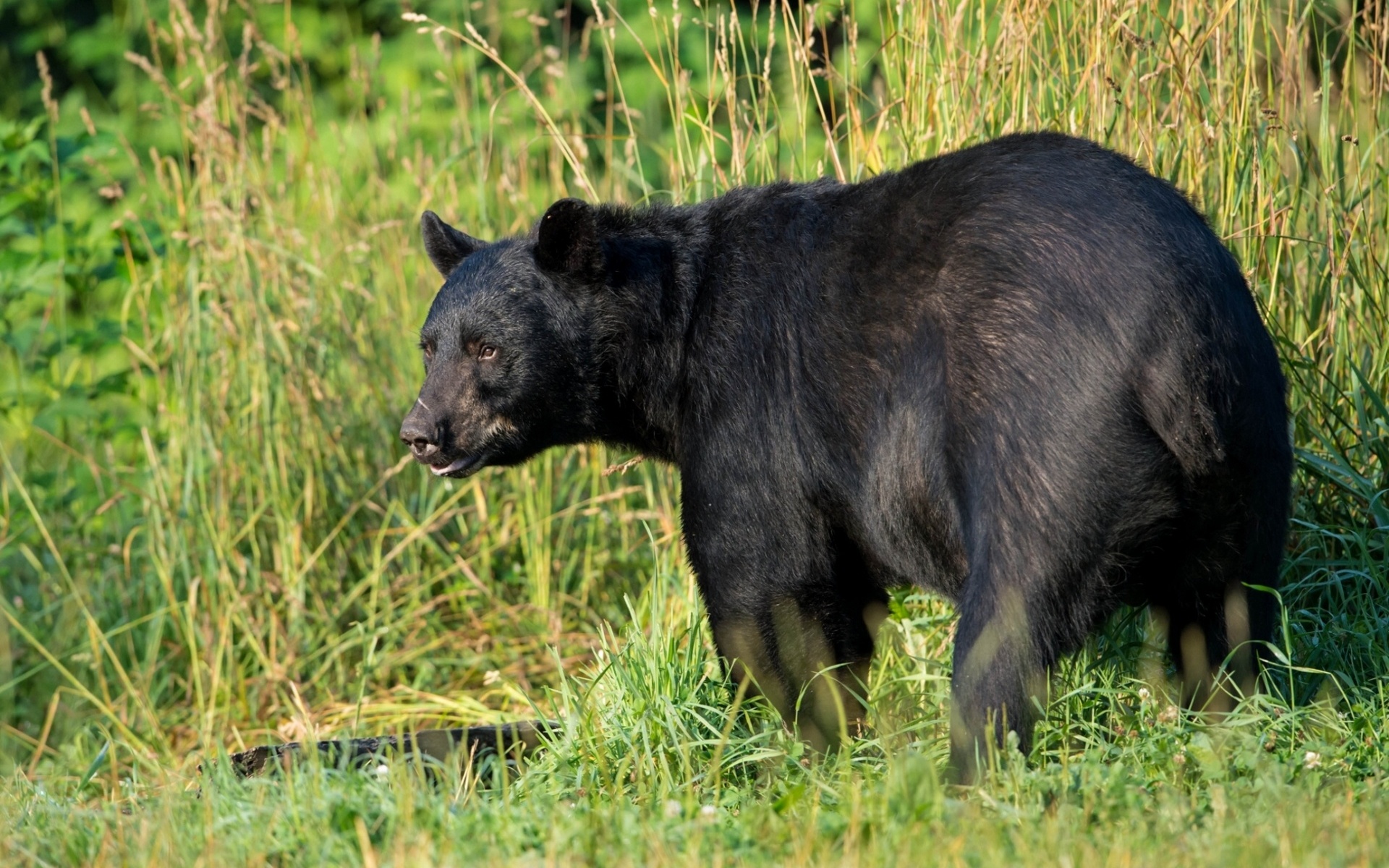 Free download wallpaper Bear, Animal on your PC desktop