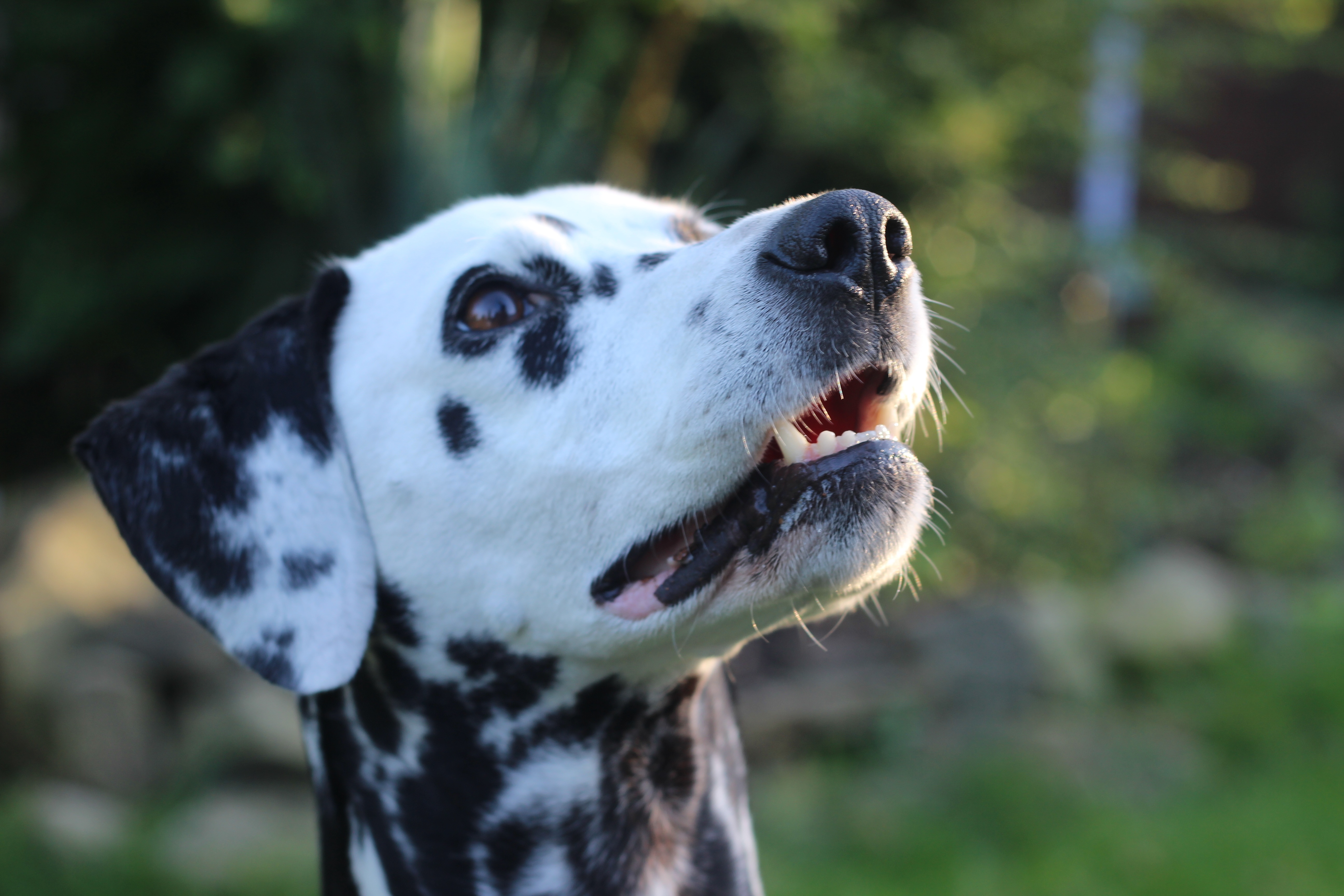 Free download wallpaper Dogs, Dog, Muzzle, Animal, Dalmatian, Bokeh on your PC desktop