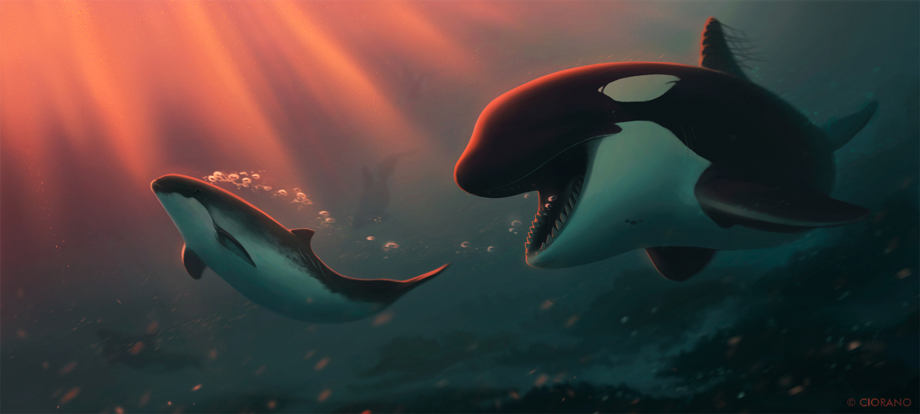 Скачать картинку Животные, Дельфин, Подводный, Косатка, Морская Жизнь в телефон бесплатно.