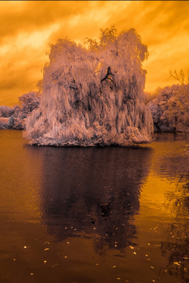 Descarga gratuita de fondo de pantalla para móvil de Naturaleza, Agua, Lagos, Lago, Reflexión, Bosque, Árbol, Tierra/naturaleza, Reflejo.