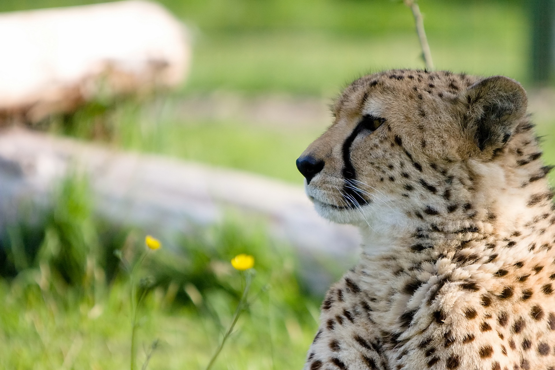 Download mobile wallpaper Muzzle, Profile, Animals, Predator, Big Cat, Cheetah for free.