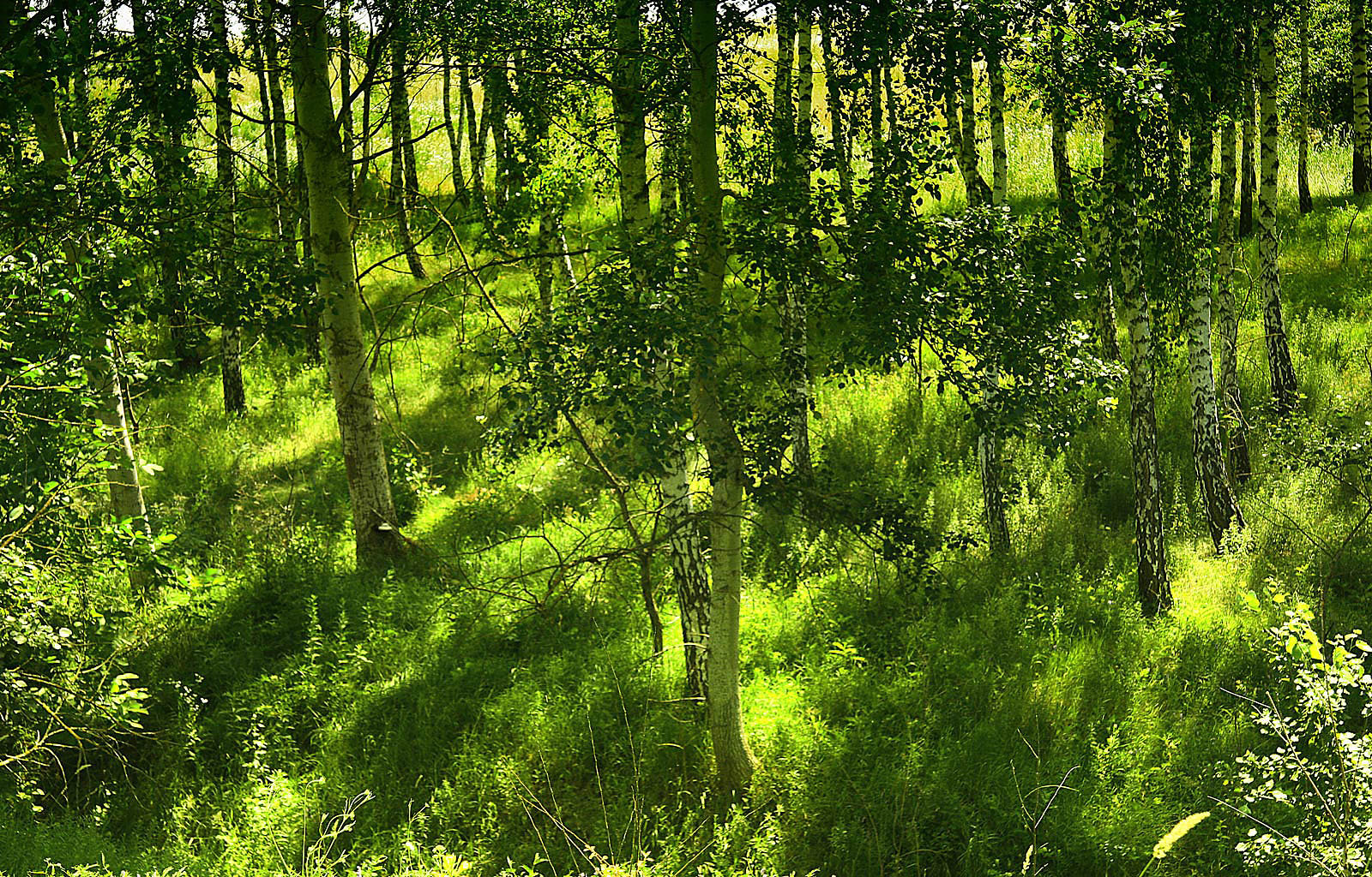 Free download wallpaper Trees, Landscape on your PC desktop