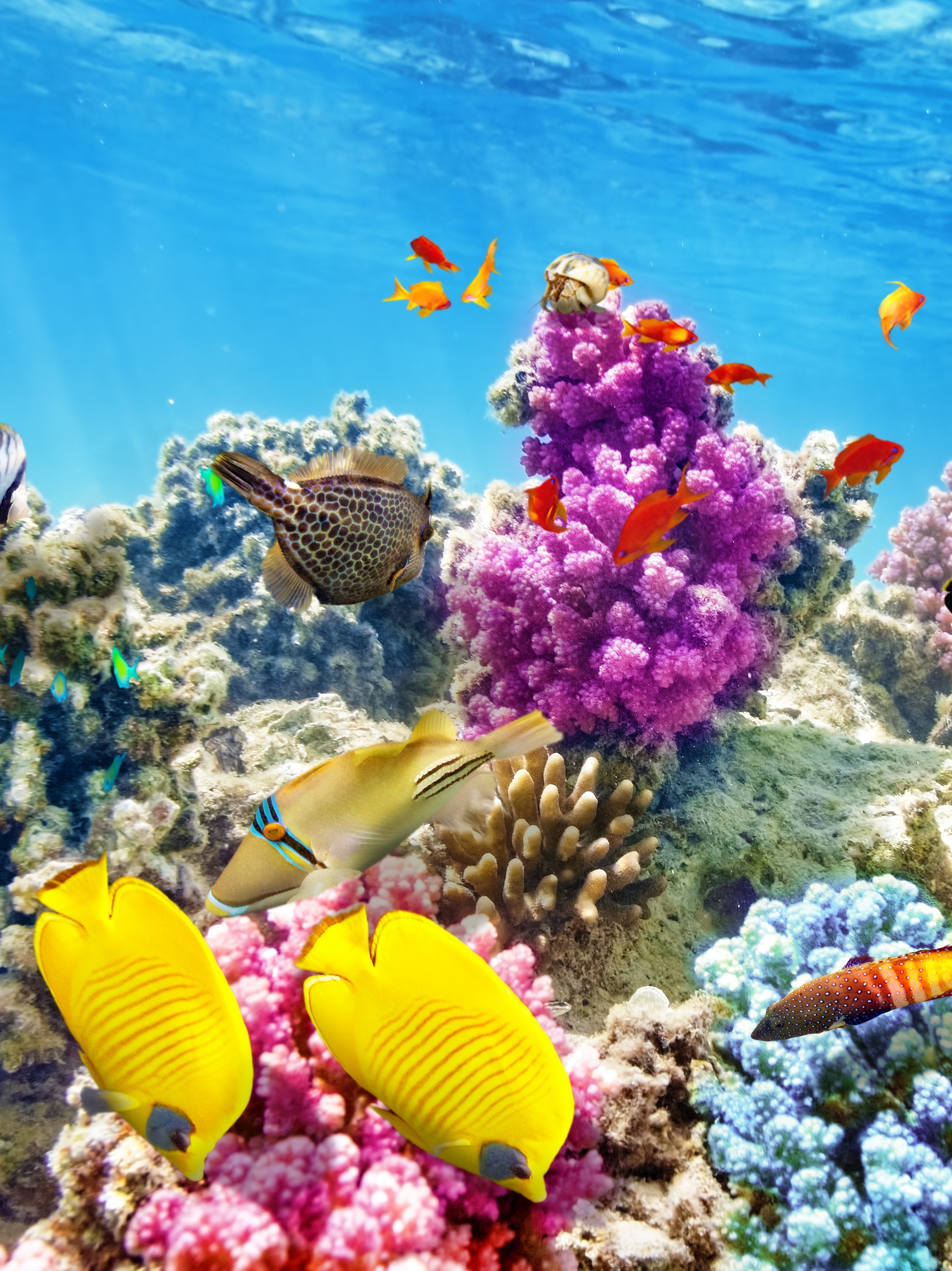 1179385画像をダウンロード動物, 魚, サンゴ礁, 水中, 海洋, 魚類-壁紙とスクリーンセーバーを無料で