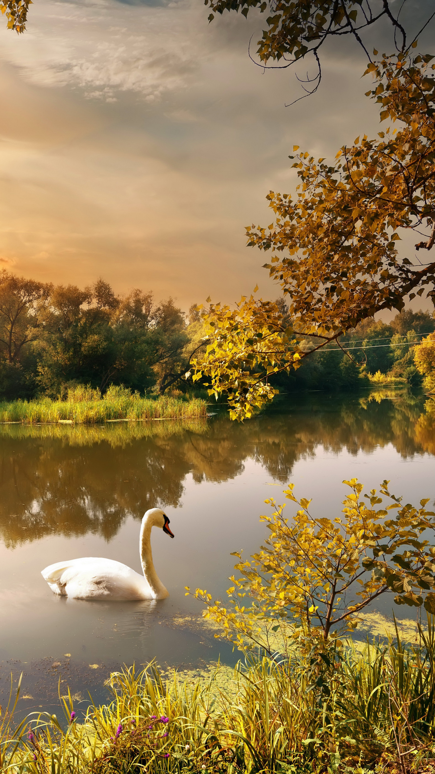 Download mobile wallpaper Birds, Animal, Swan, Pond, Sunshine, Mute Swan for free.