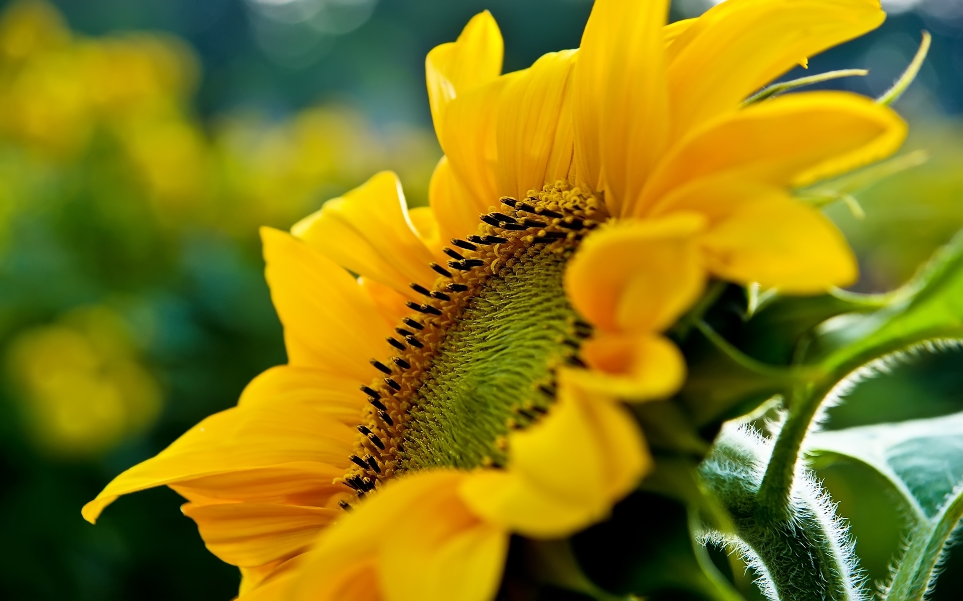 sunflowers, plants, yellow