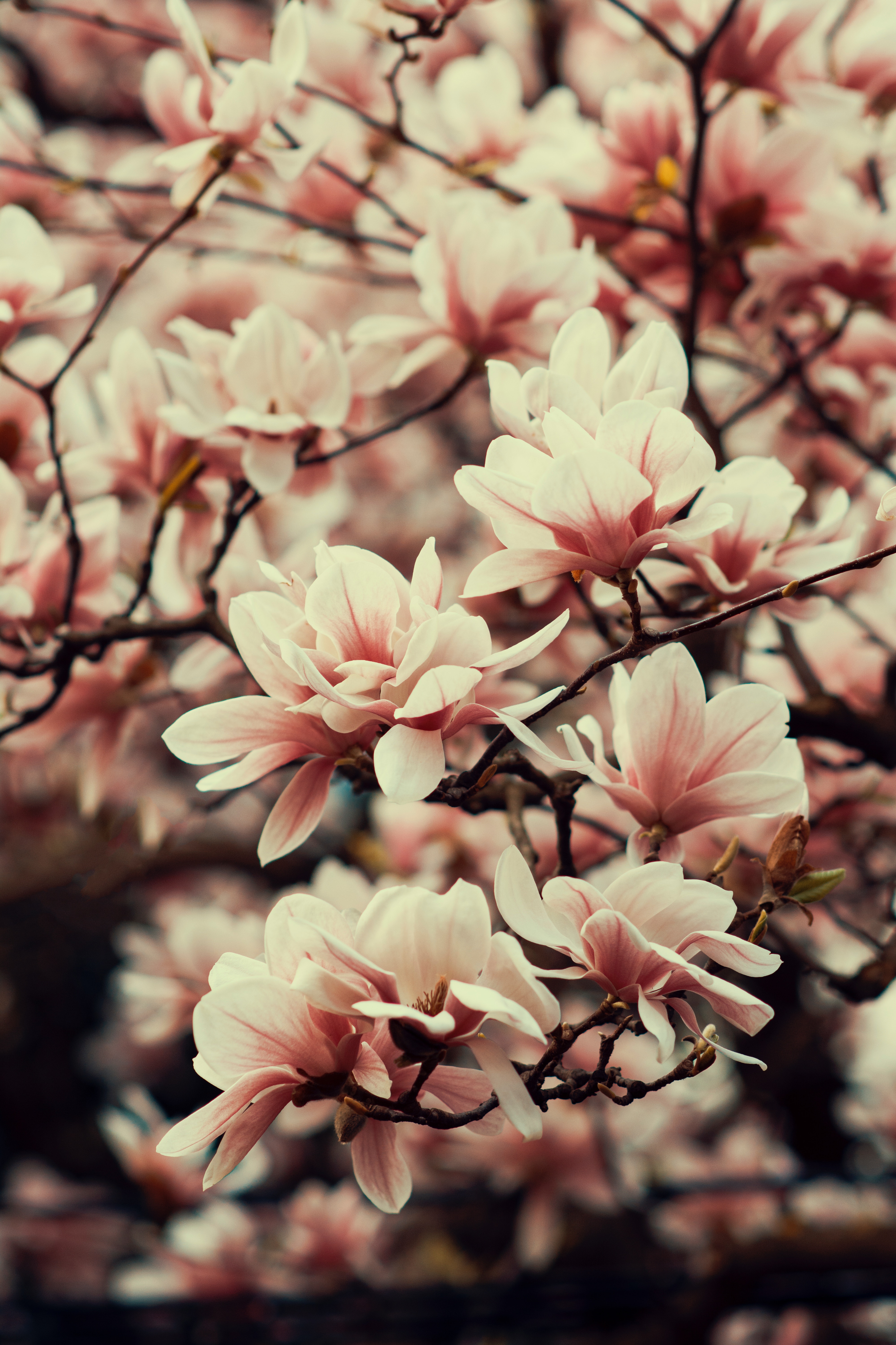 123825 télécharger l'image printemps, magnolia, plante, fleurs, floraison, branches, planter, source - fonds d'écran et économiseurs d'écran gratuits