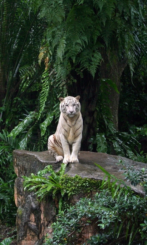 Handy-Wallpaper Tiere, Katzen, Wald, Tiger, Dschungel, Weißer Tiger, Planze, Anlage, Urwald kostenlos herunterladen.