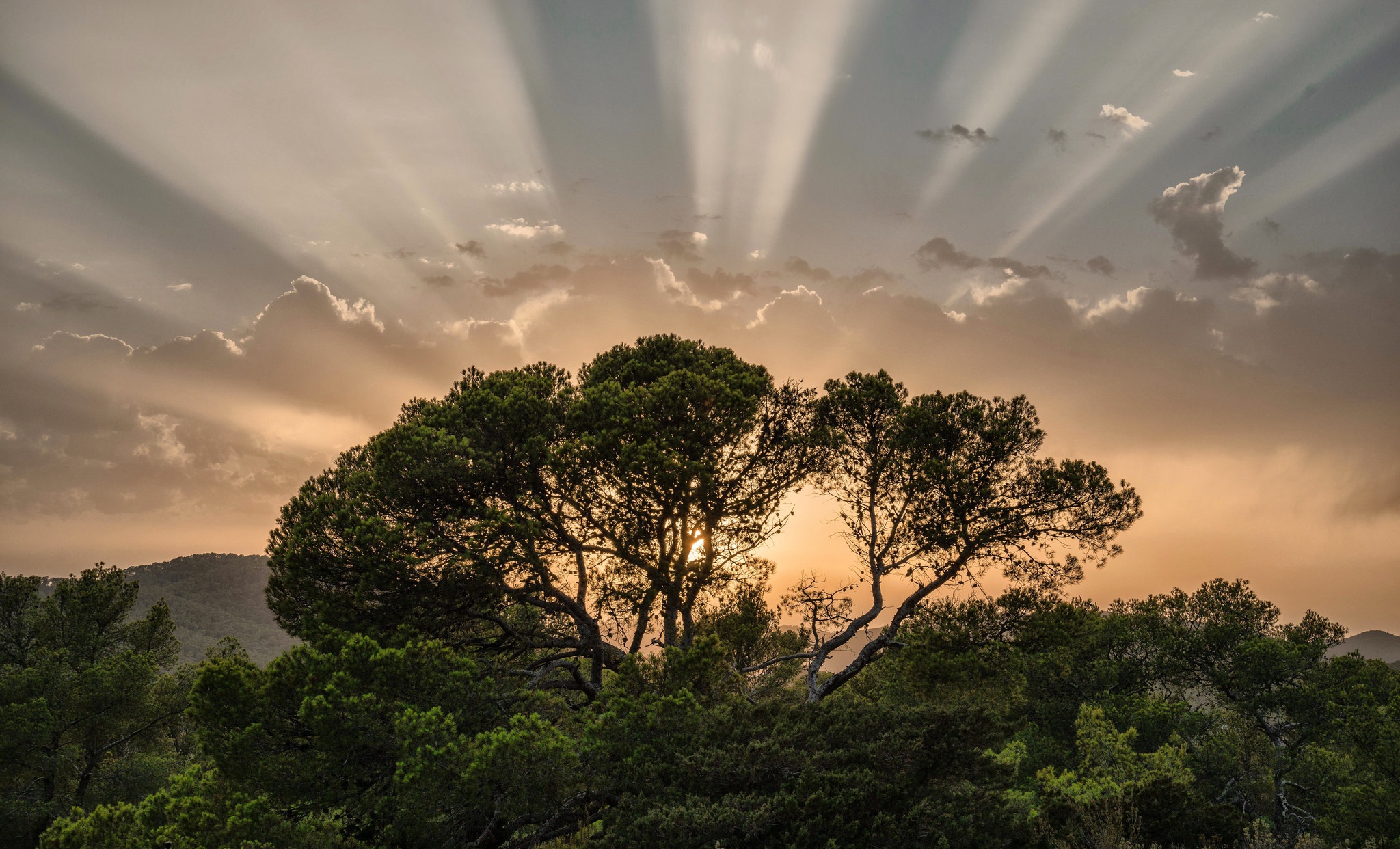 Baixar papel de parede para celular de Natureza, Céu, Árvore, Terra/natureza, Raio Solar gratuito.