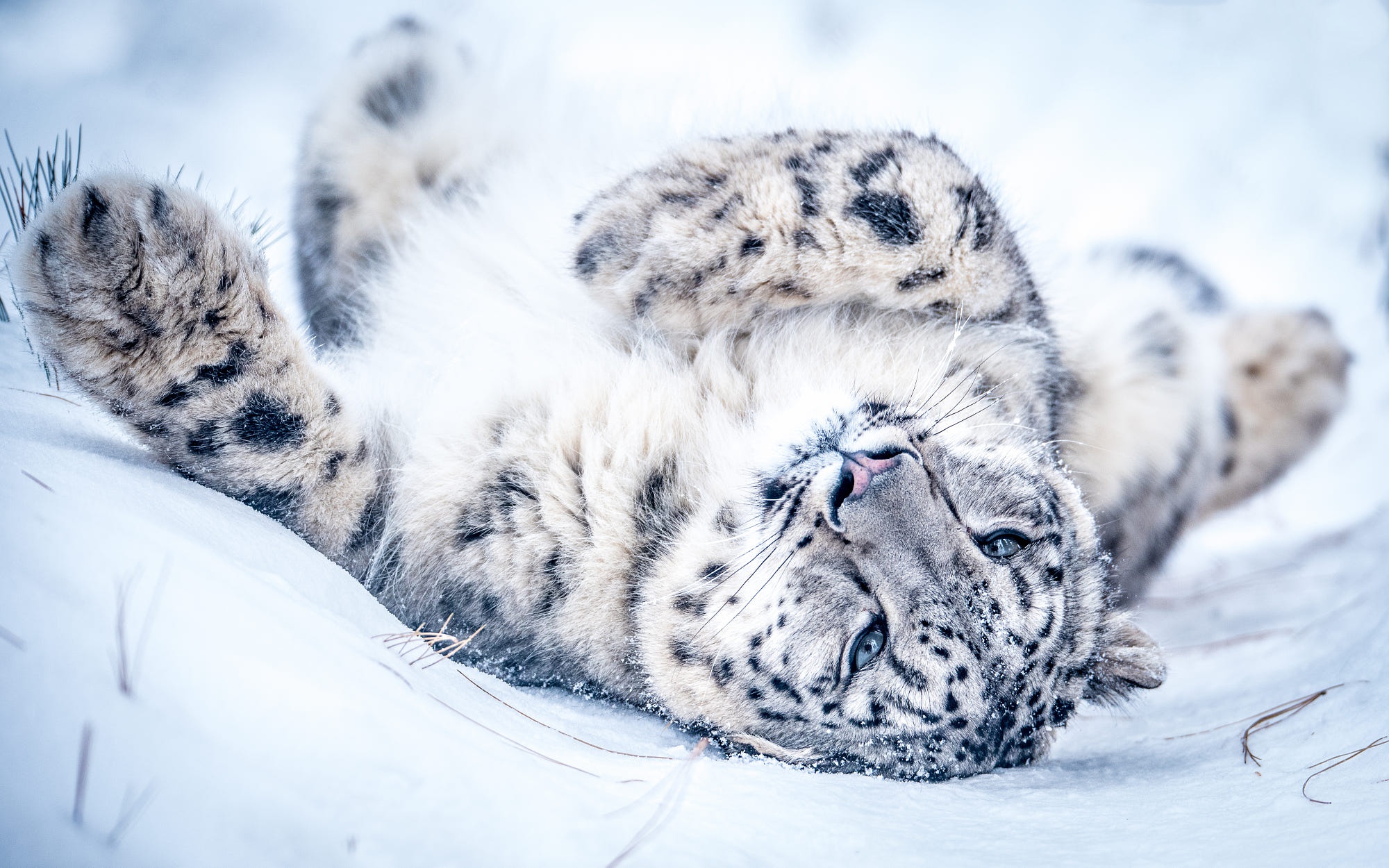 Descarga gratis la imagen Animales, Gatos, Leopardo De Las Nieves en el escritorio de tu PC