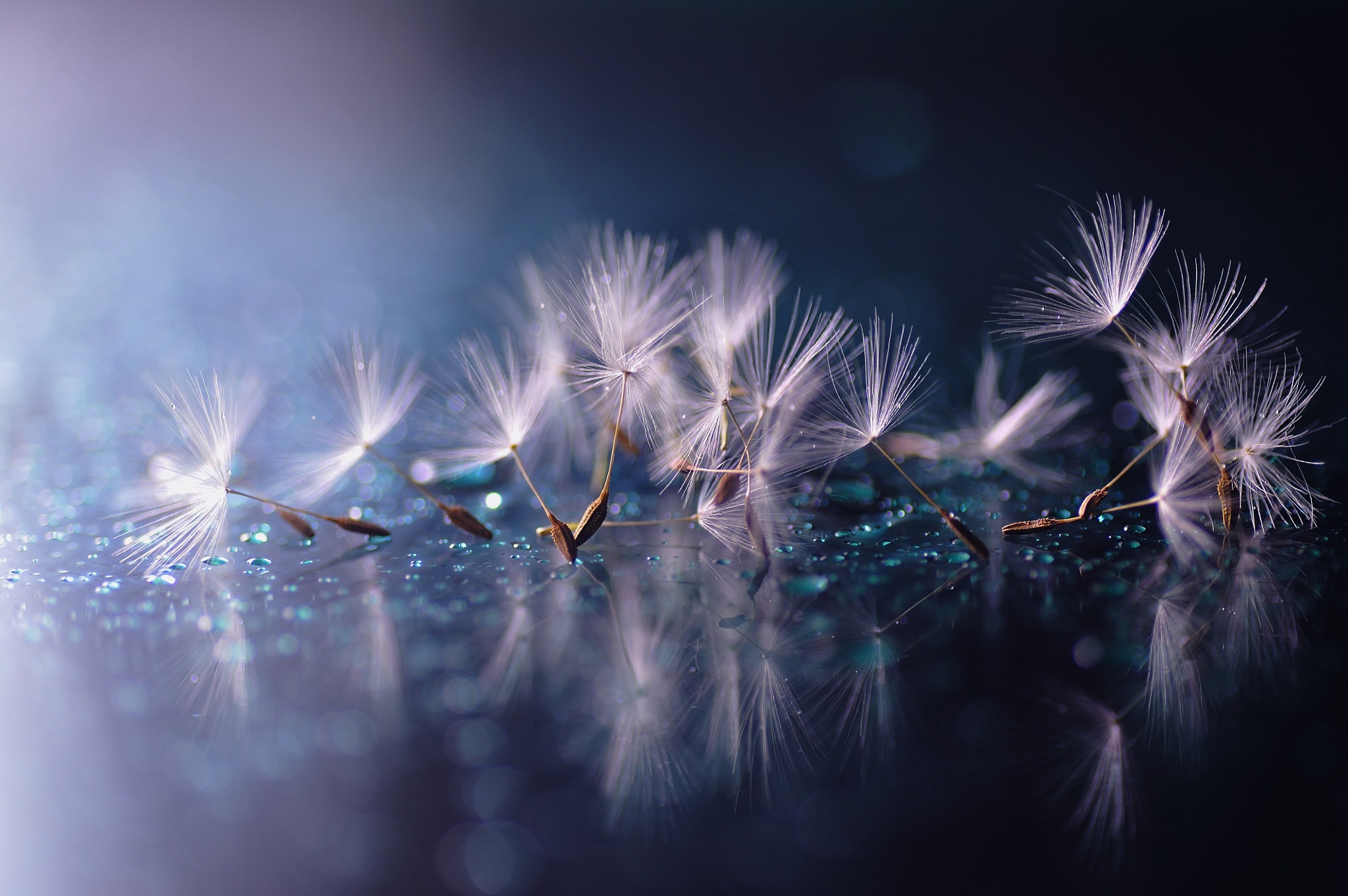 Download mobile wallpaper Reflection, Macro, Dandelion, Photography for free.
