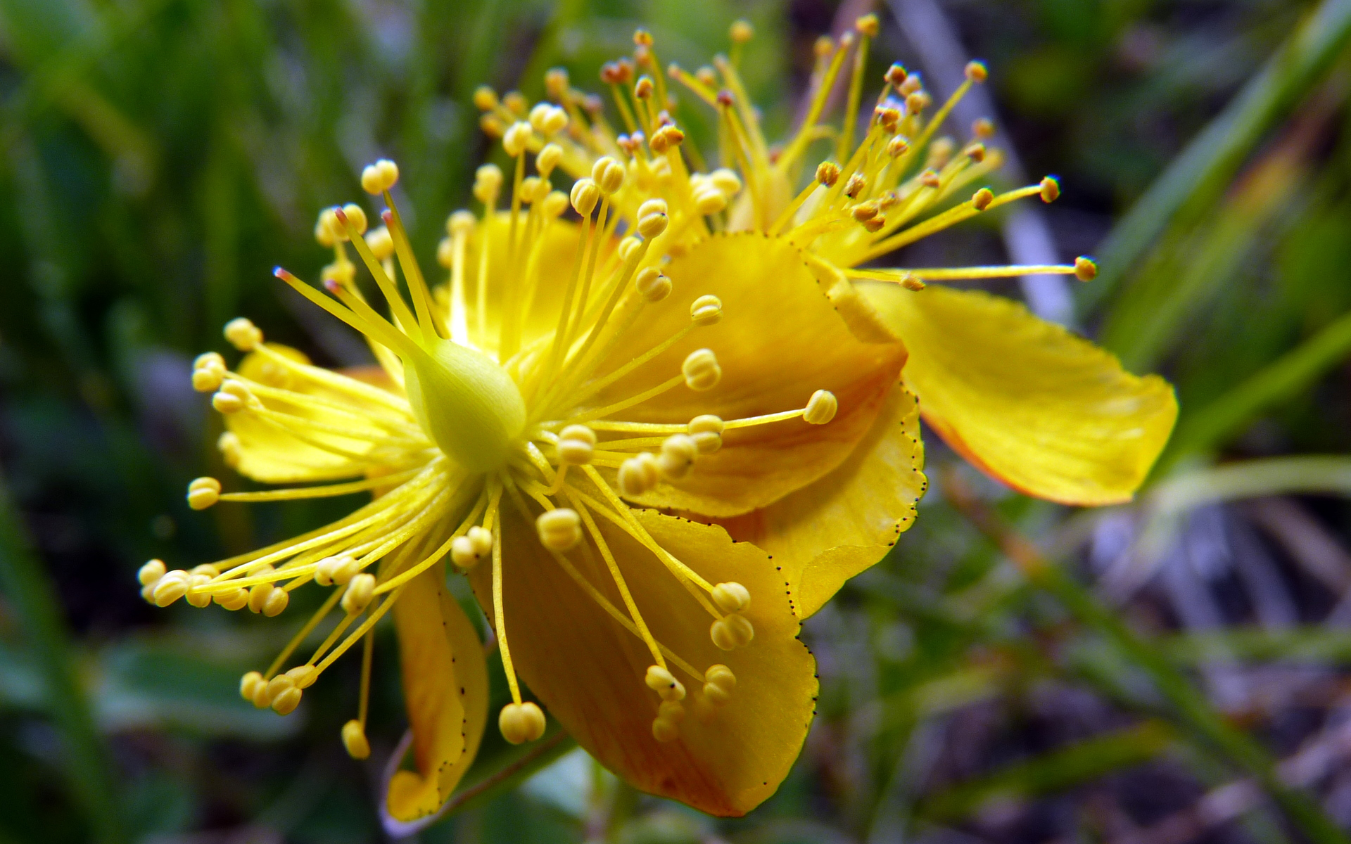 Handy-Wallpaper Blumen, Blume, Erde/natur kostenlos herunterladen.