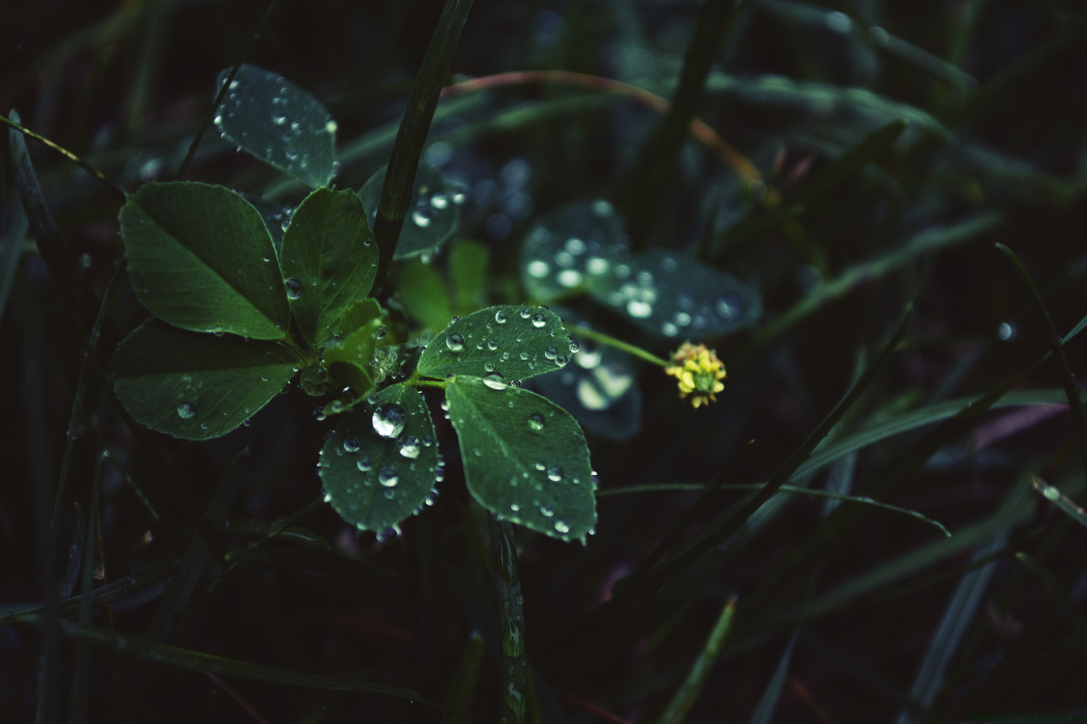 Laden Sie das Blatt, Gelbe Blume, Regentropfen, Erde/natur-Bild kostenlos auf Ihren PC-Desktop herunter