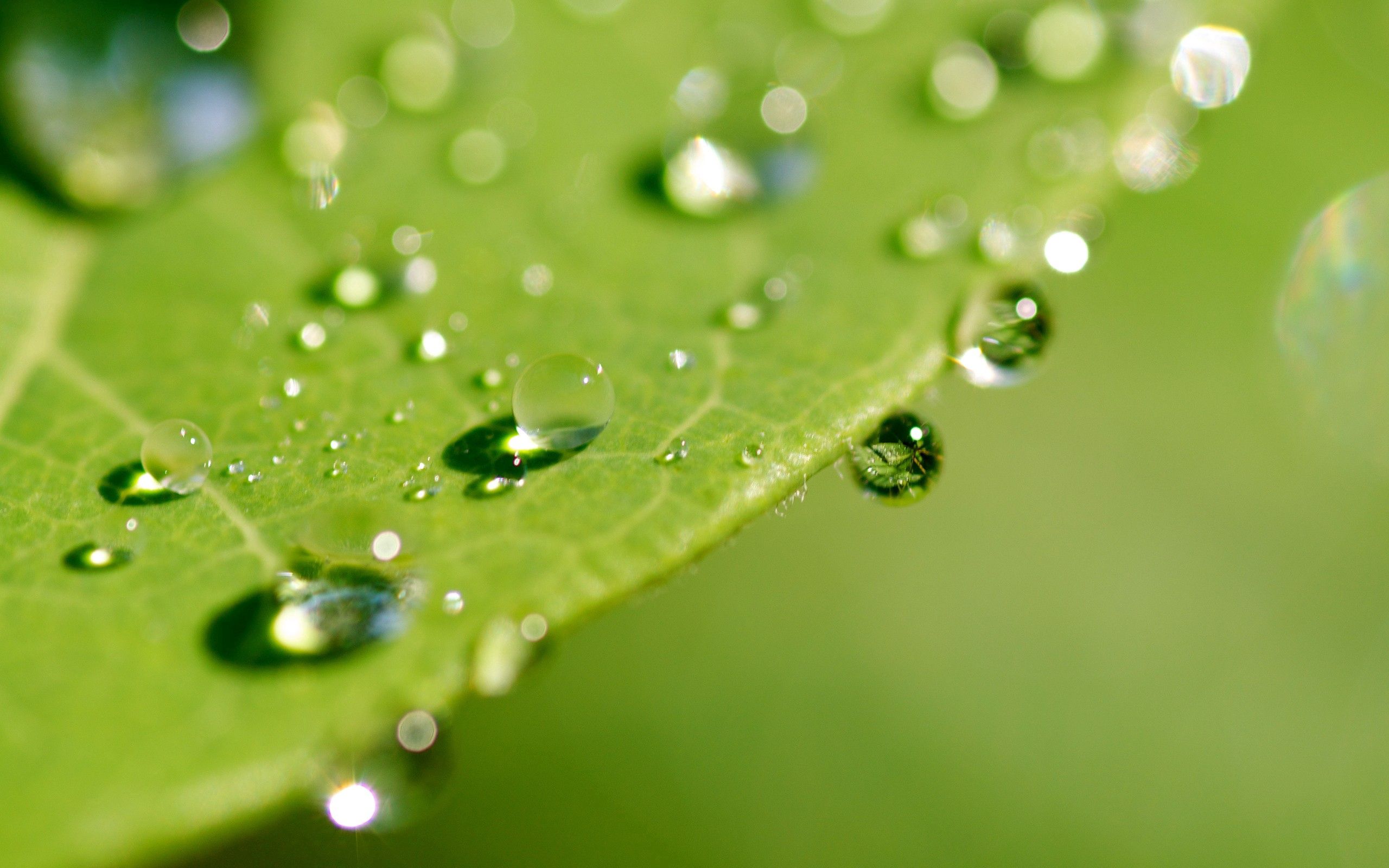 Download mobile wallpaper Macro, Drops, Leaves, Dew, Surface for free.