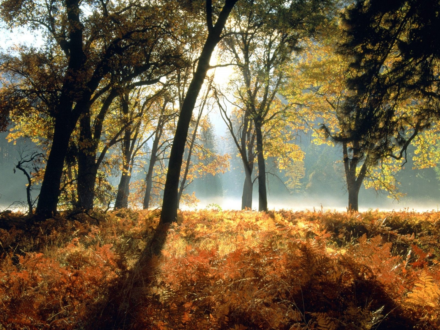 Laden Sie das Bäume, Landschaft, Herbst-Bild kostenlos auf Ihren PC-Desktop herunter