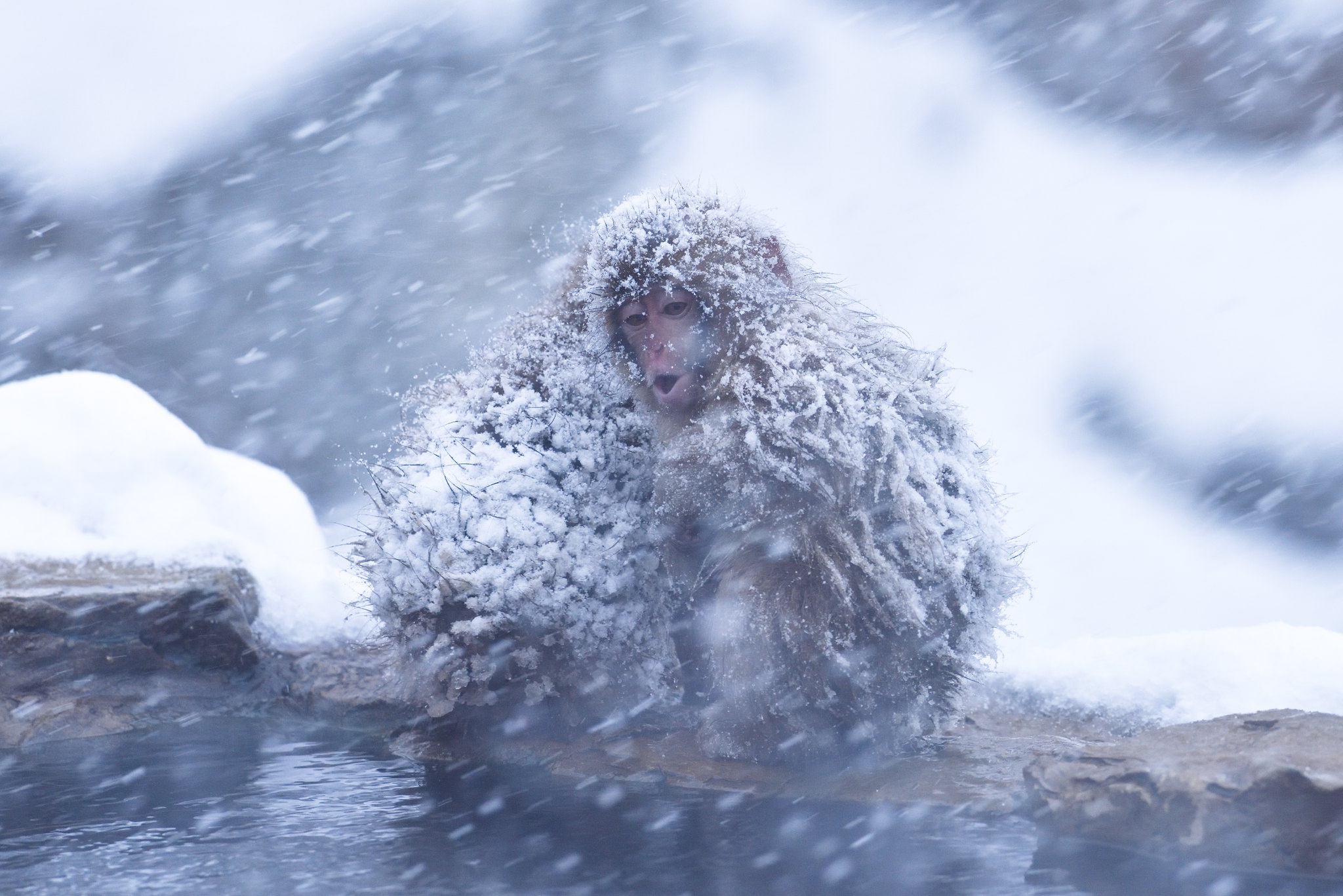 495267 Hintergrundbild herunterladen tiere, japanmakak, makaken, affen, schneefall, winter - Bildschirmschoner und Bilder kostenlos