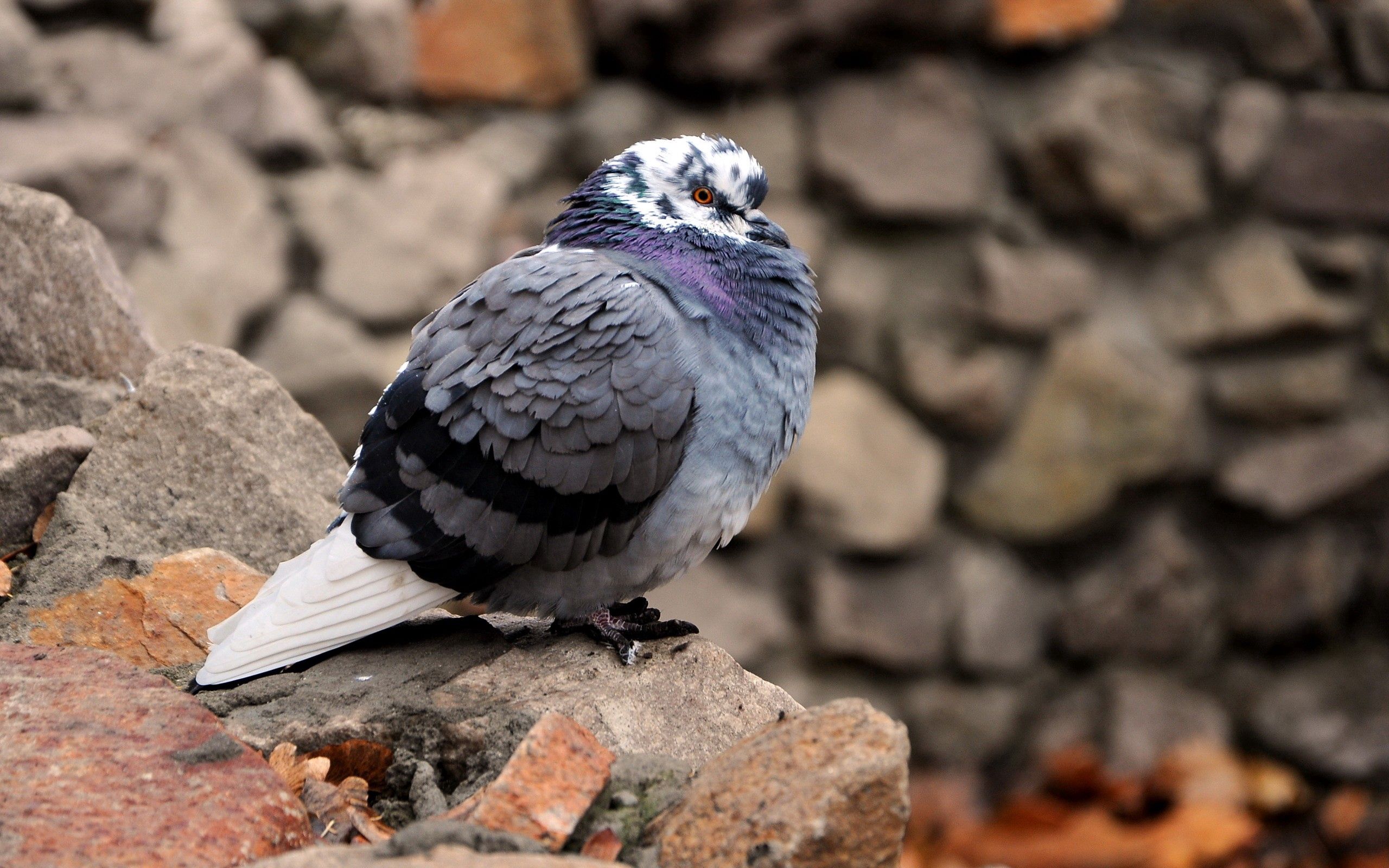bird, animals, cold, dove, fluff, fuzz Image for desktop