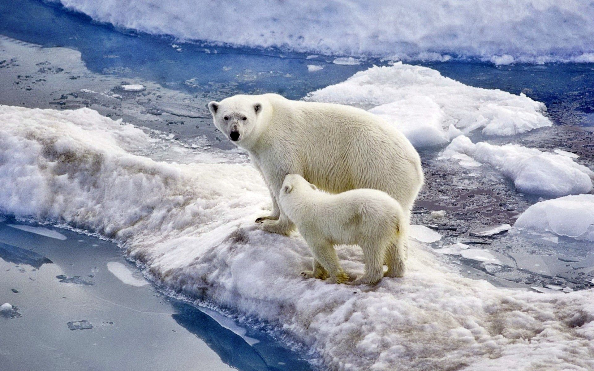 156772 télécharger l'image ours, océan, ours blanc, animaux, glace, neige, jeune, flâner, promenade, une famille, famille, joey, ours polaire - fonds d'écran et économiseurs d'écran gratuits