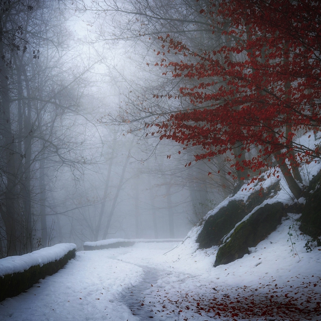 PCデスクトップに冬, 自然, 木, 葉, 雪, 地球画像を無料でダウンロード