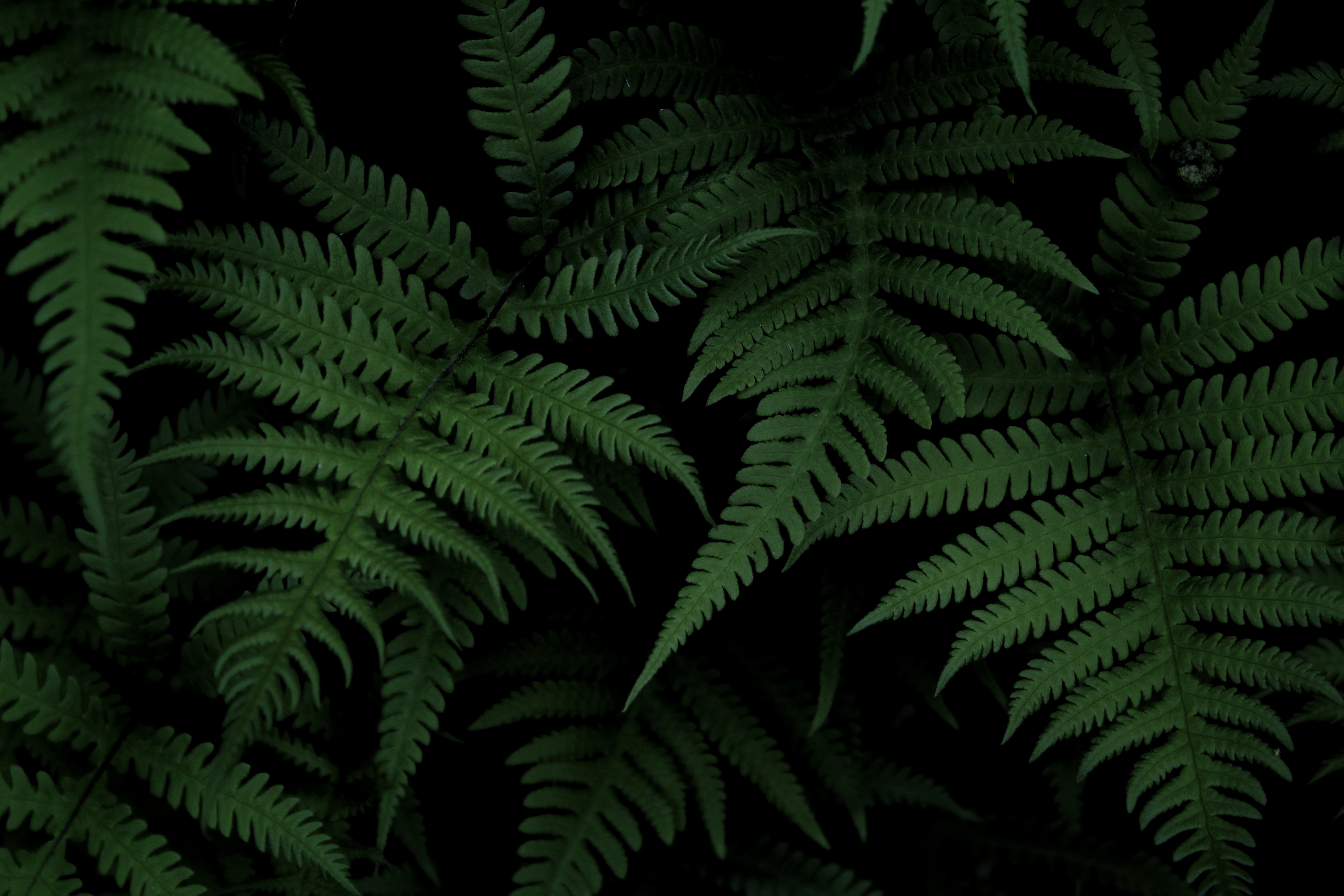 fern, green, nature, bush Full HD