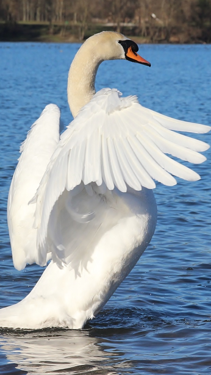 Handy-Wallpaper Tiere, Vögel, Vogel, Schwan, Höckerschwan kostenlos herunterladen.