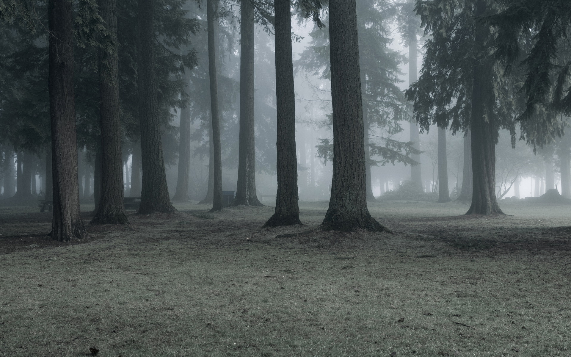 Laden Sie das Wald, Erde/natur-Bild kostenlos auf Ihren PC-Desktop herunter