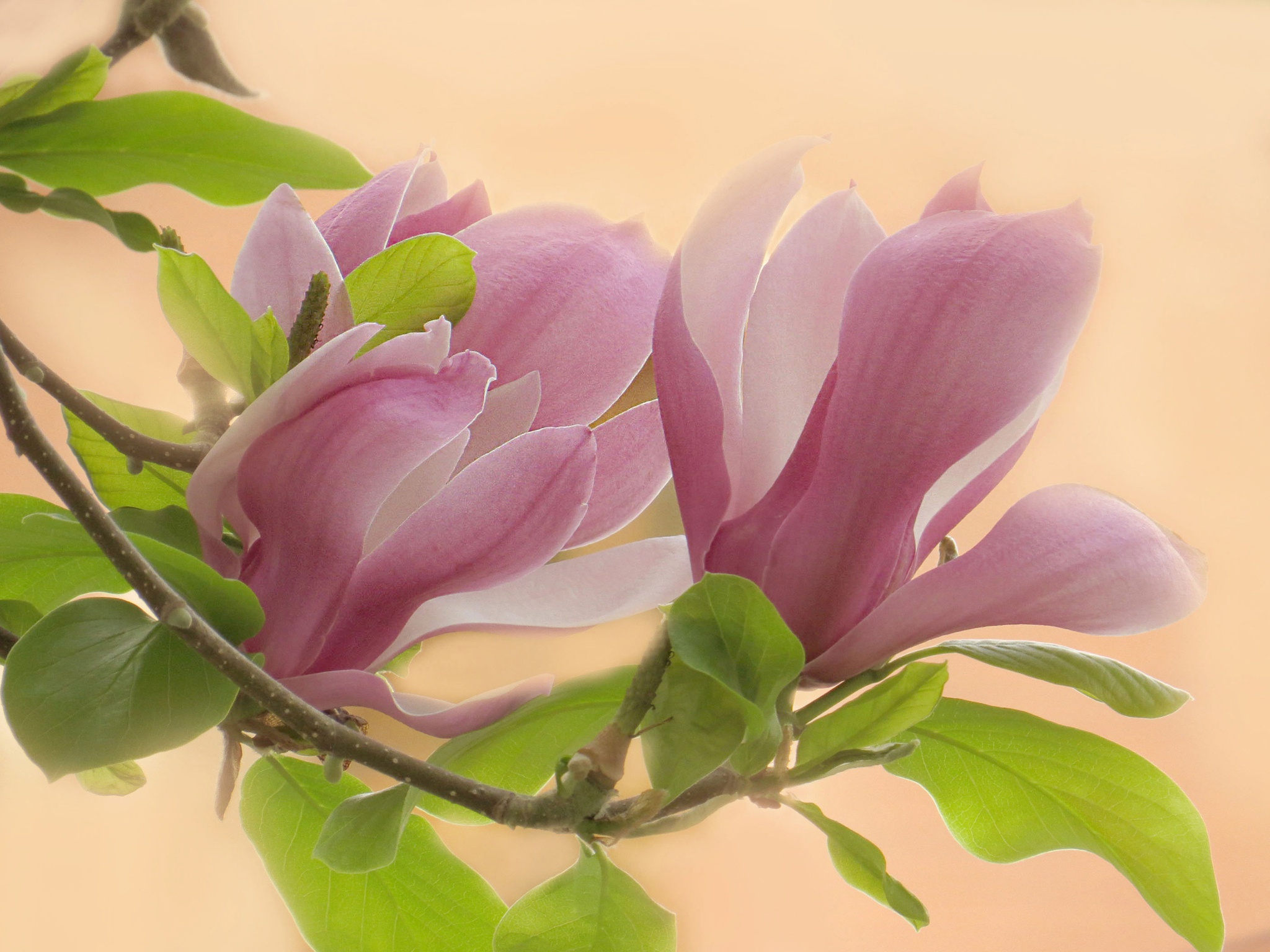 Download mobile wallpaper Trees, Flower, Macro, Leaf, Branch, Earth, Magnolia for free.