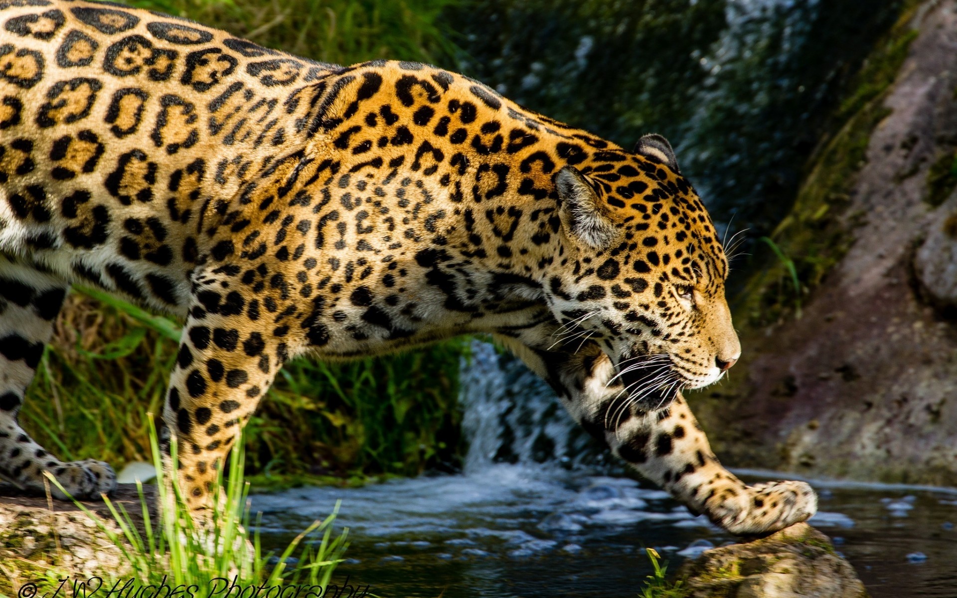 Téléchargez des papiers peints mobile Jaguar, Chats, Animaux gratuitement.