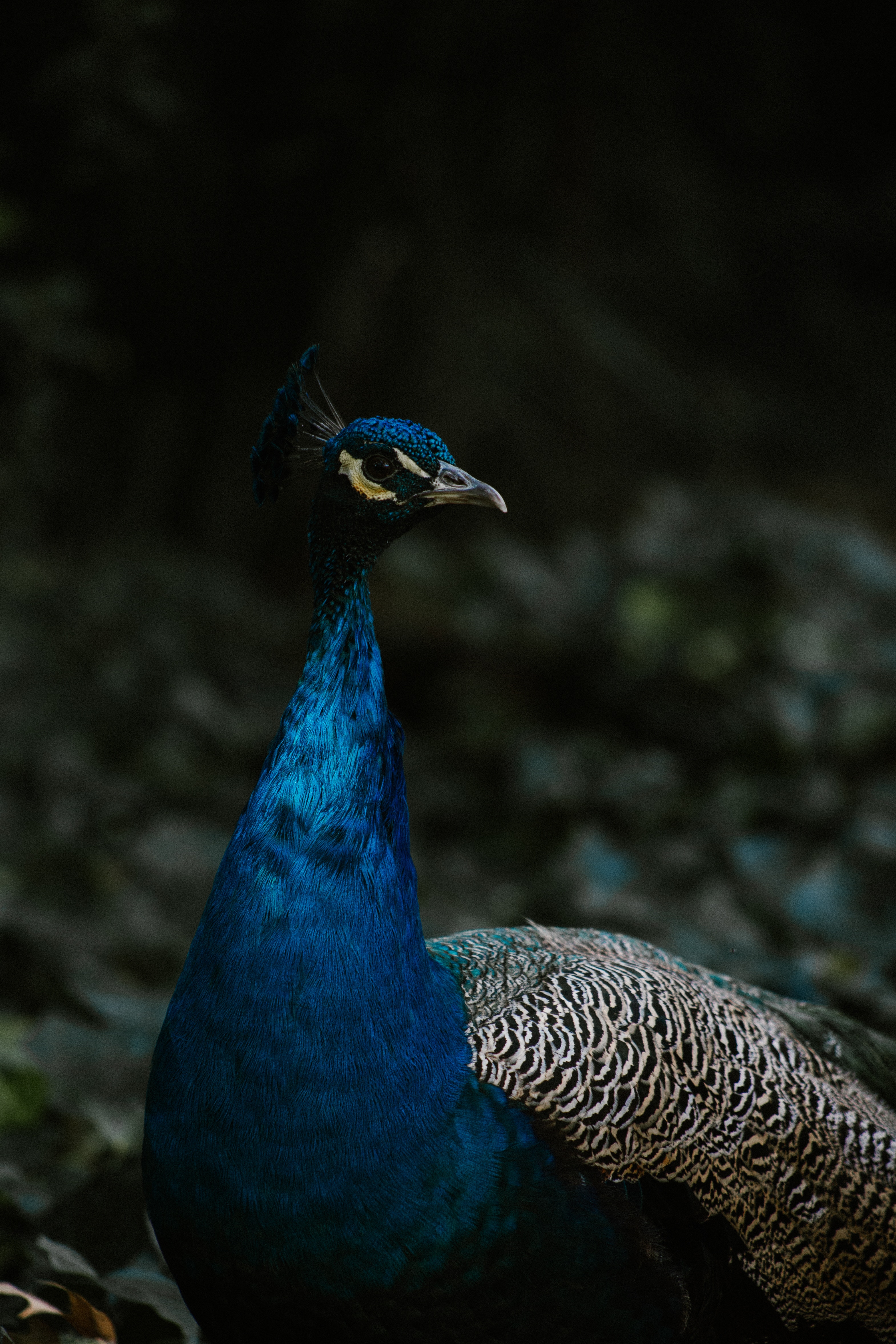 peacock, bird, color, animals, feather Phone Background
