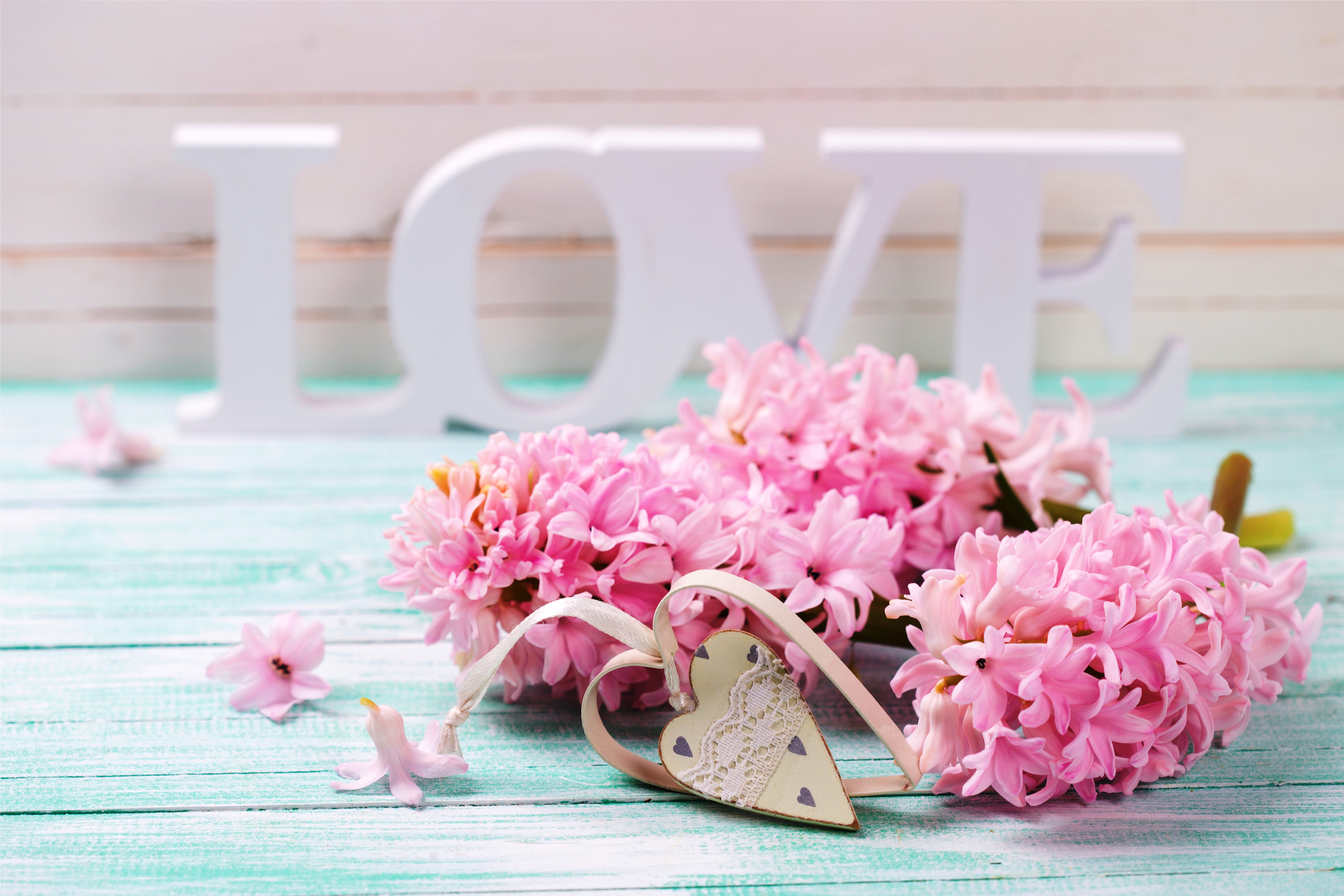 Téléchargez gratuitement l'image Amour, Photographie, Fleur Rose sur le bureau de votre PC