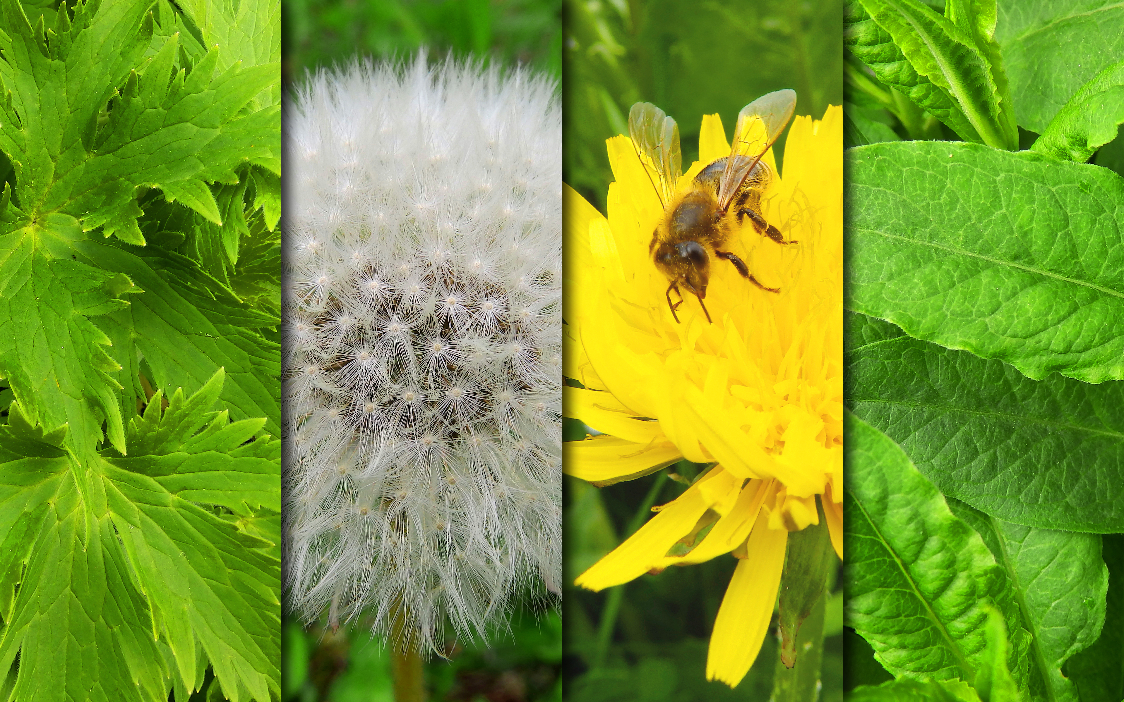 Скачать картинку Природа, Цветок, Пчела, Листва, Весна, Одуванчик, Земля/природа в телефон бесплатно.