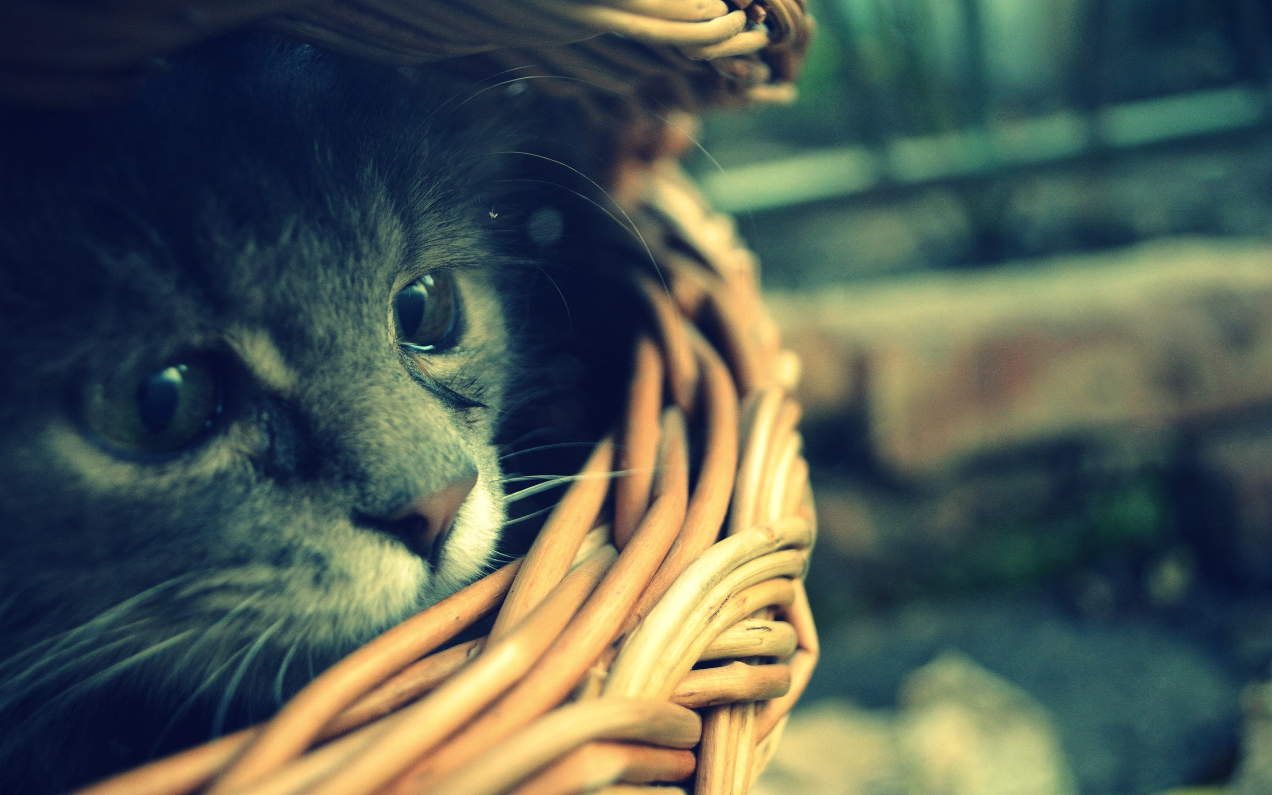 Handy-Wallpaper Tiere, Katzen, Katze kostenlos herunterladen.