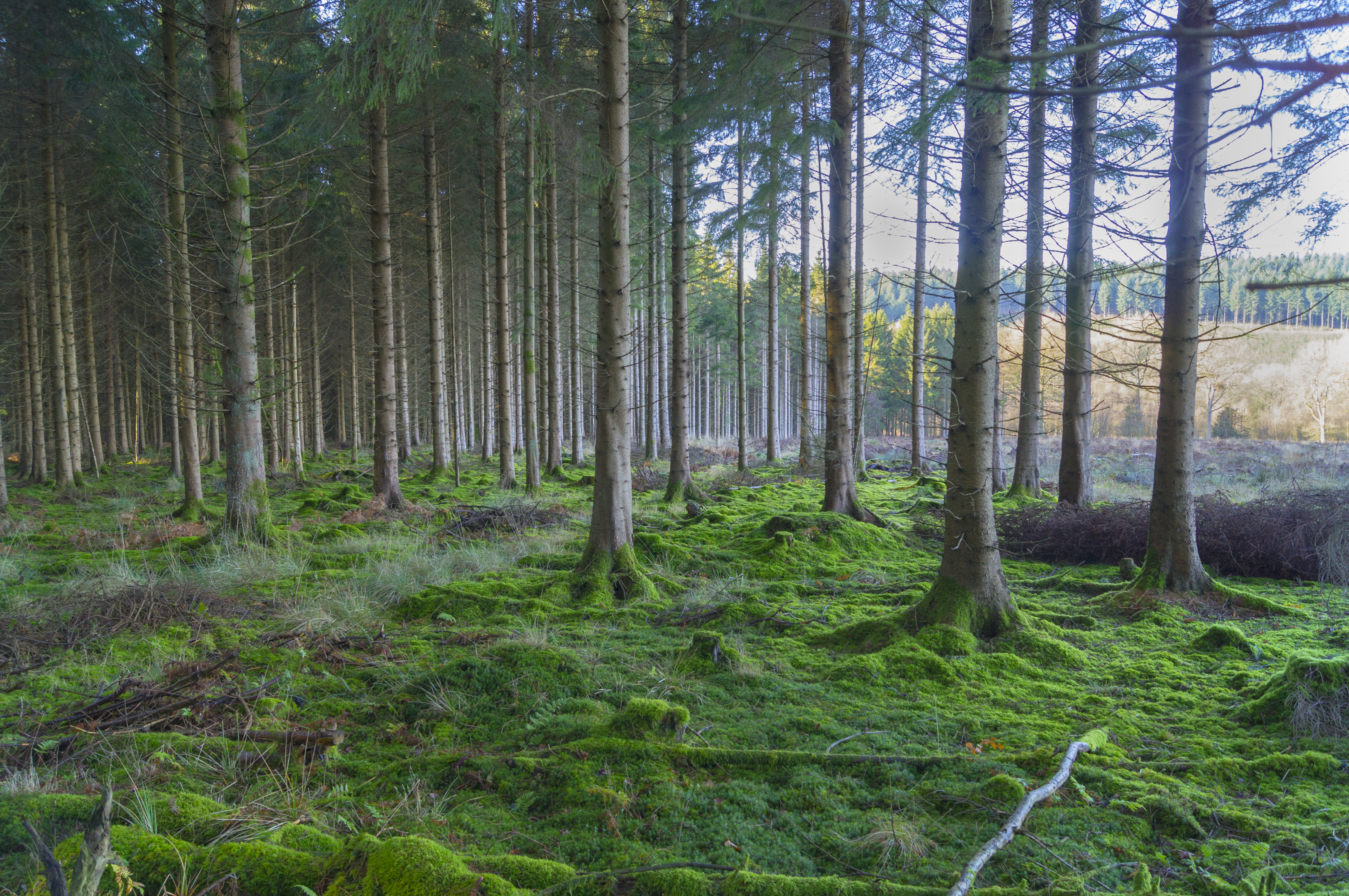 Free download wallpaper Trees, Moss, Nature, Pine, Forest on your PC desktop