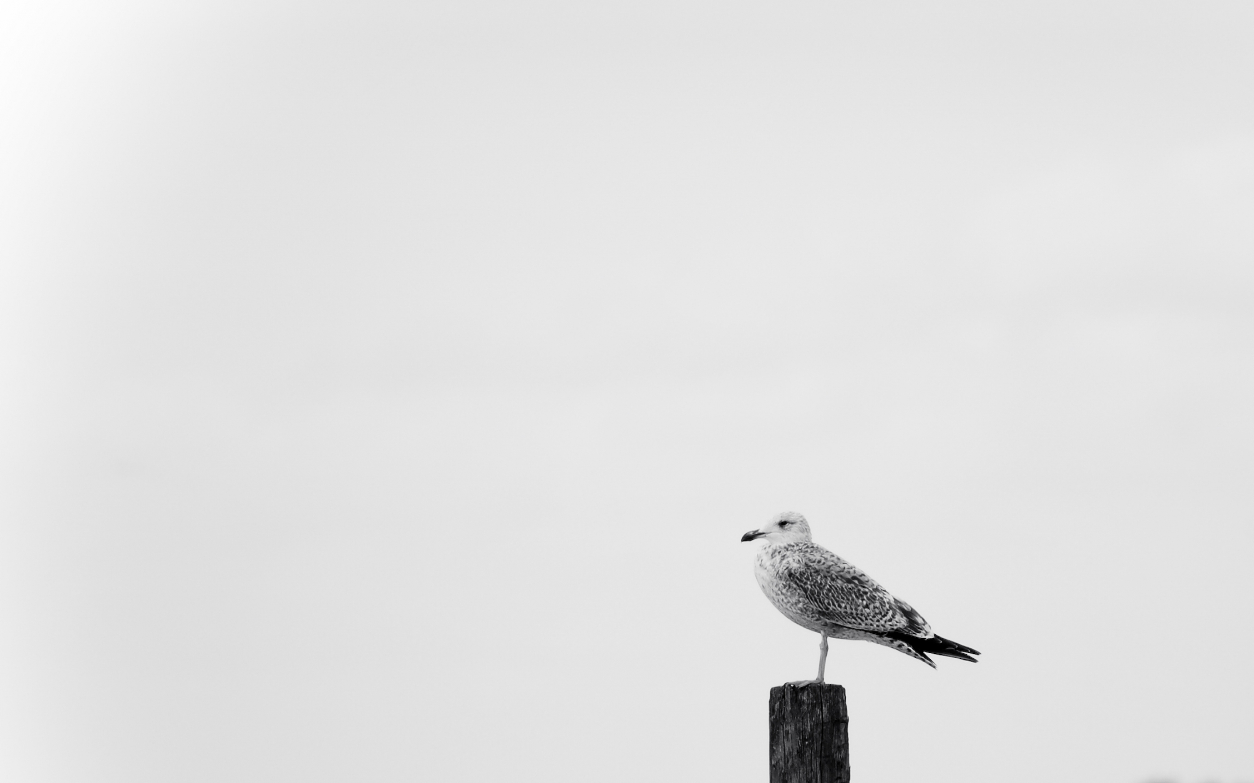 Handy-Wallpaper Seemöve, Vogel, Vögel, Tiere kostenlos herunterladen.