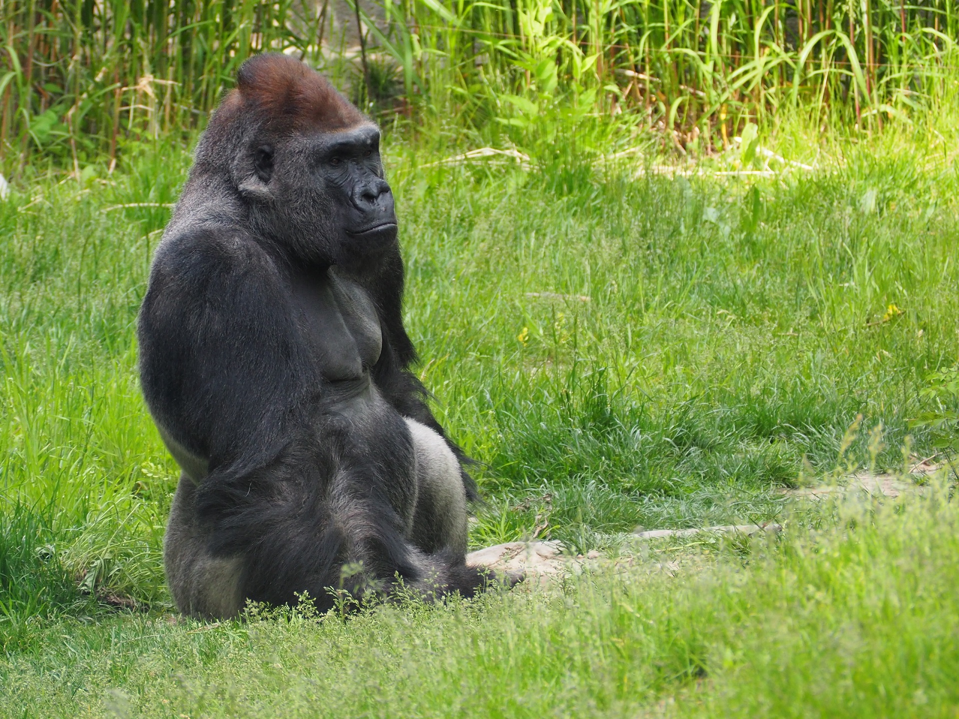 Laden Sie das Tiere, Gorilla, Affe, Primas, Affen, Säugetier-Bild kostenlos auf Ihren PC-Desktop herunter