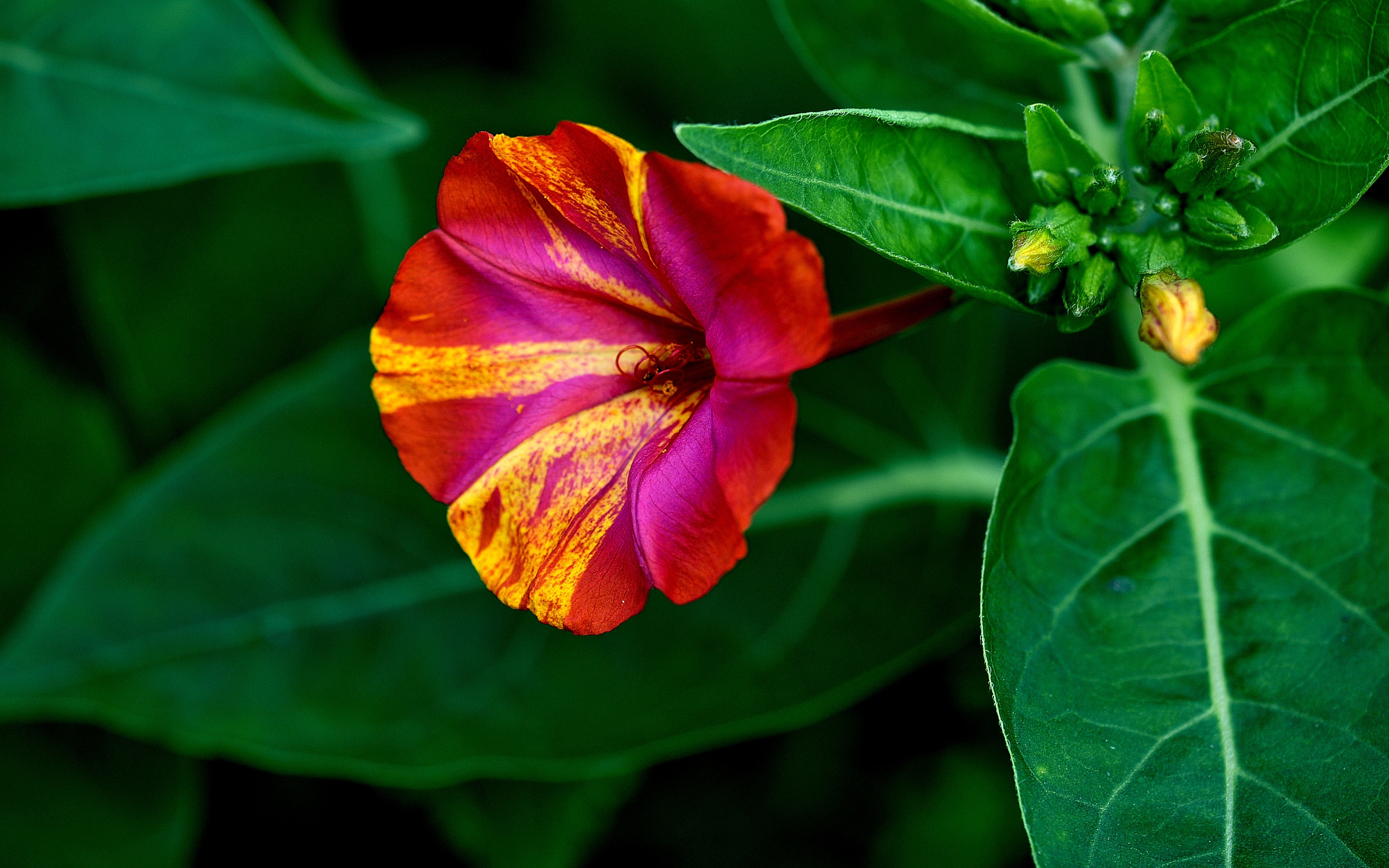 Laden Sie das Blumen, Blume, Blatt, Nahansicht, Erde/natur-Bild kostenlos auf Ihren PC-Desktop herunter