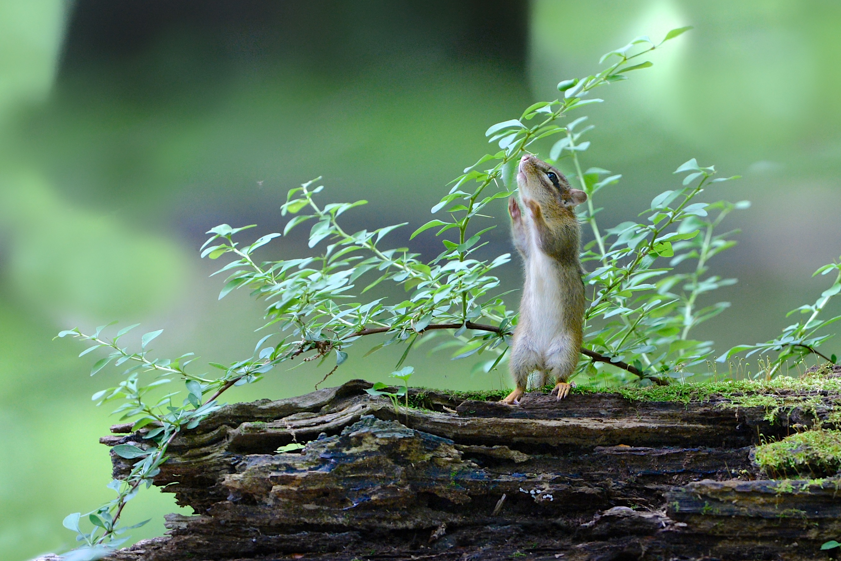 Download mobile wallpaper Blur, Animal, Rodent, Chipmunk for free.