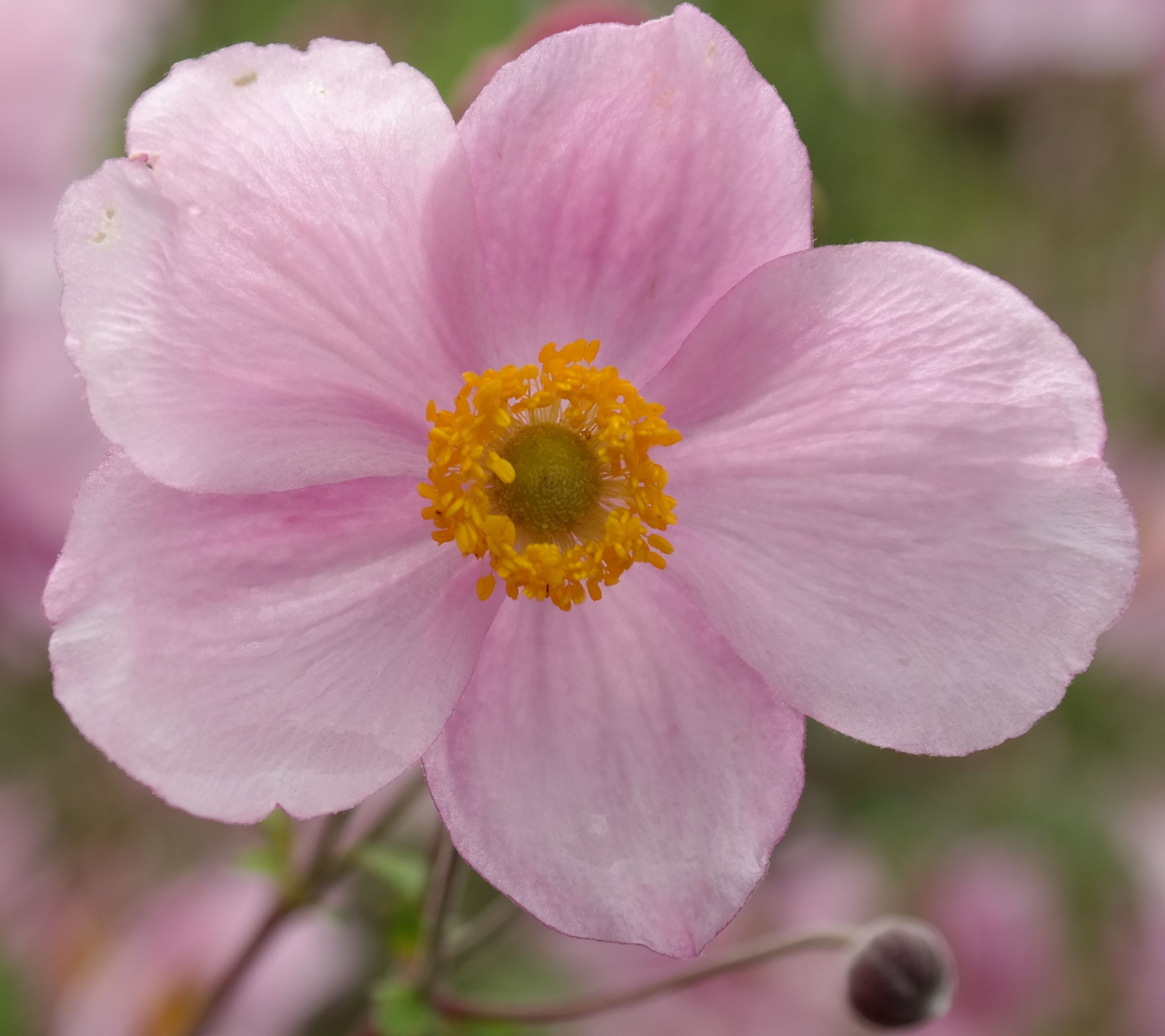 Descarga gratis la imagen Naturaleza, Flores, Flor, Flor Rosa, Difuminar, Tierra/naturaleza, Difuminado en el escritorio de tu PC